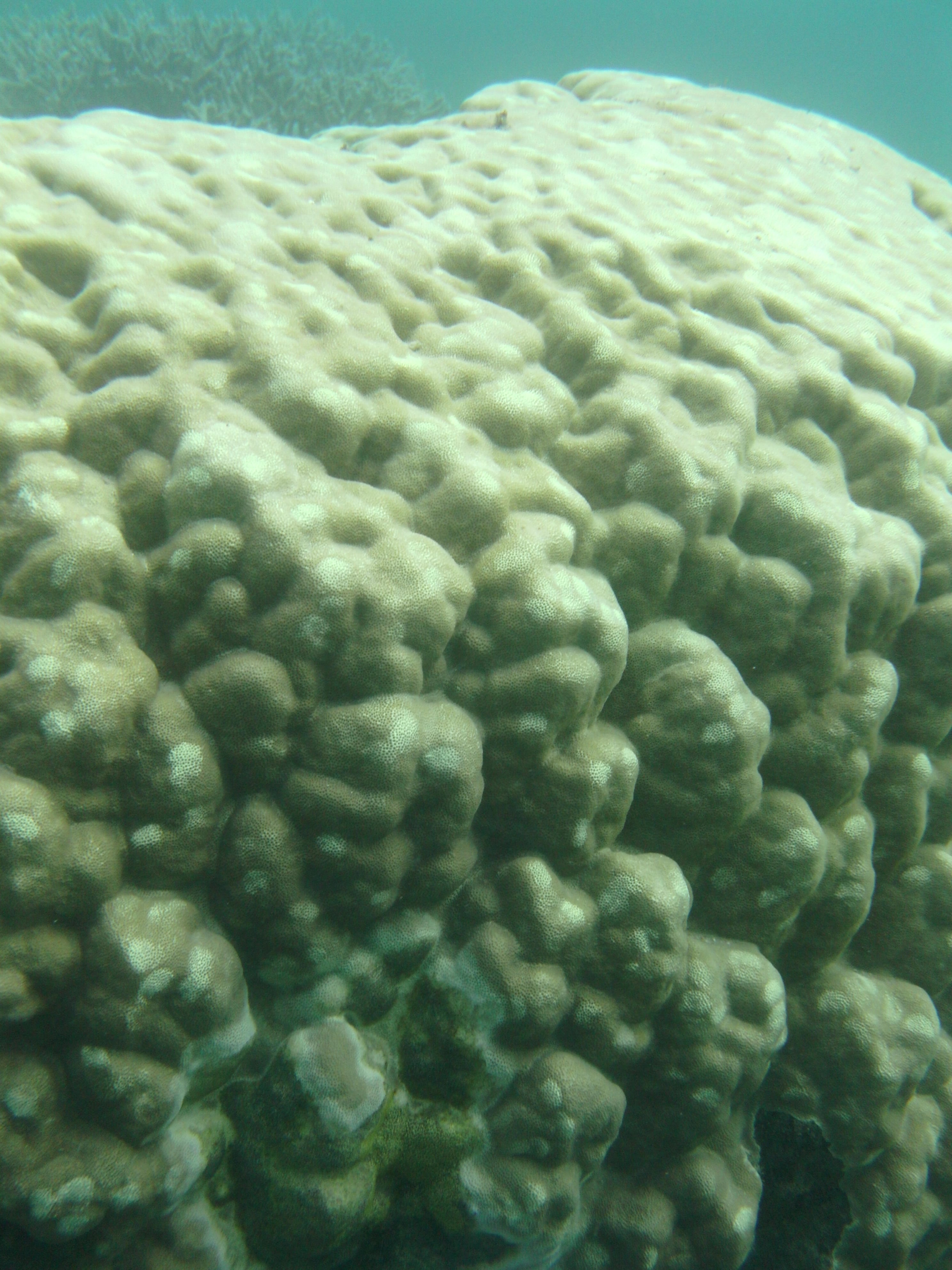 porites_lutea3bd