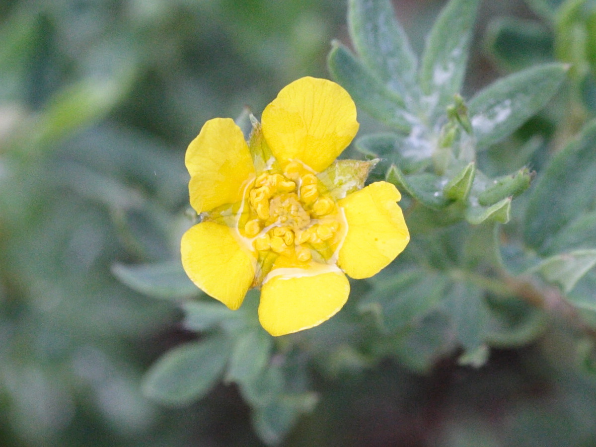 potentilla_fruticosa2bmd