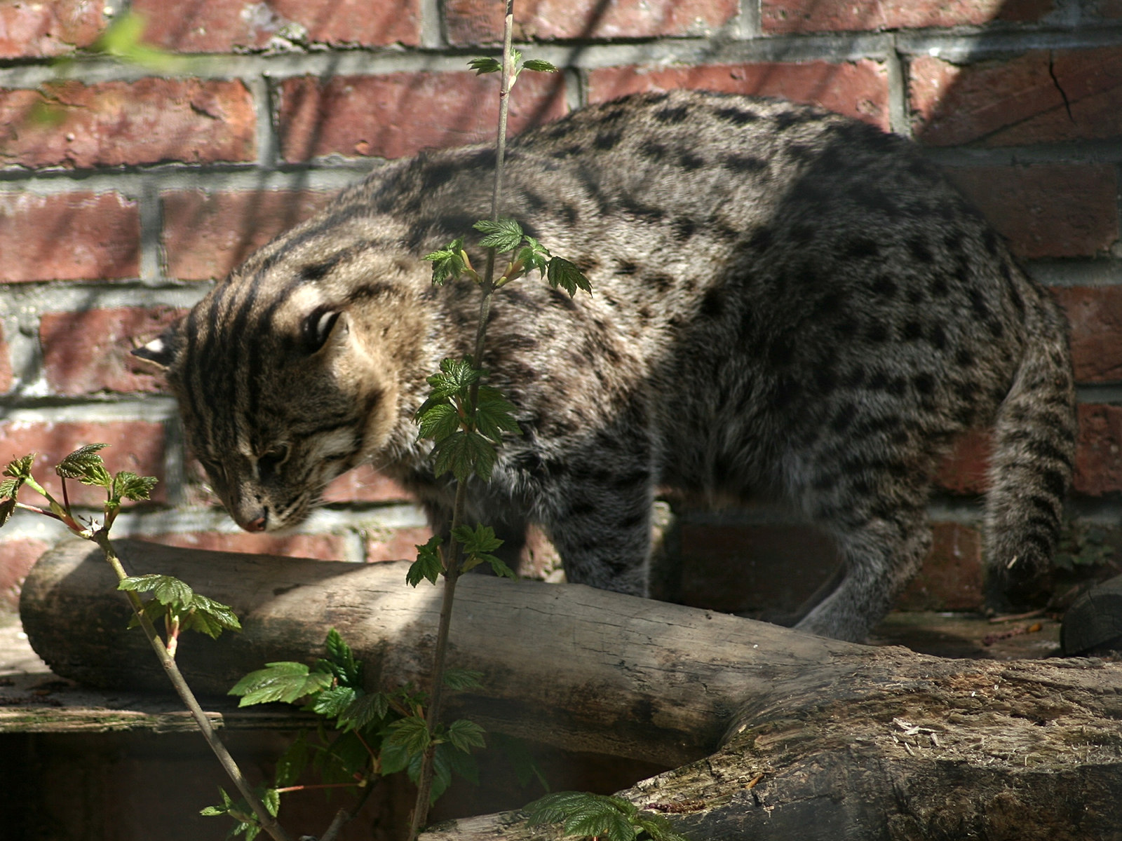 prionailurus_viverrinus1md