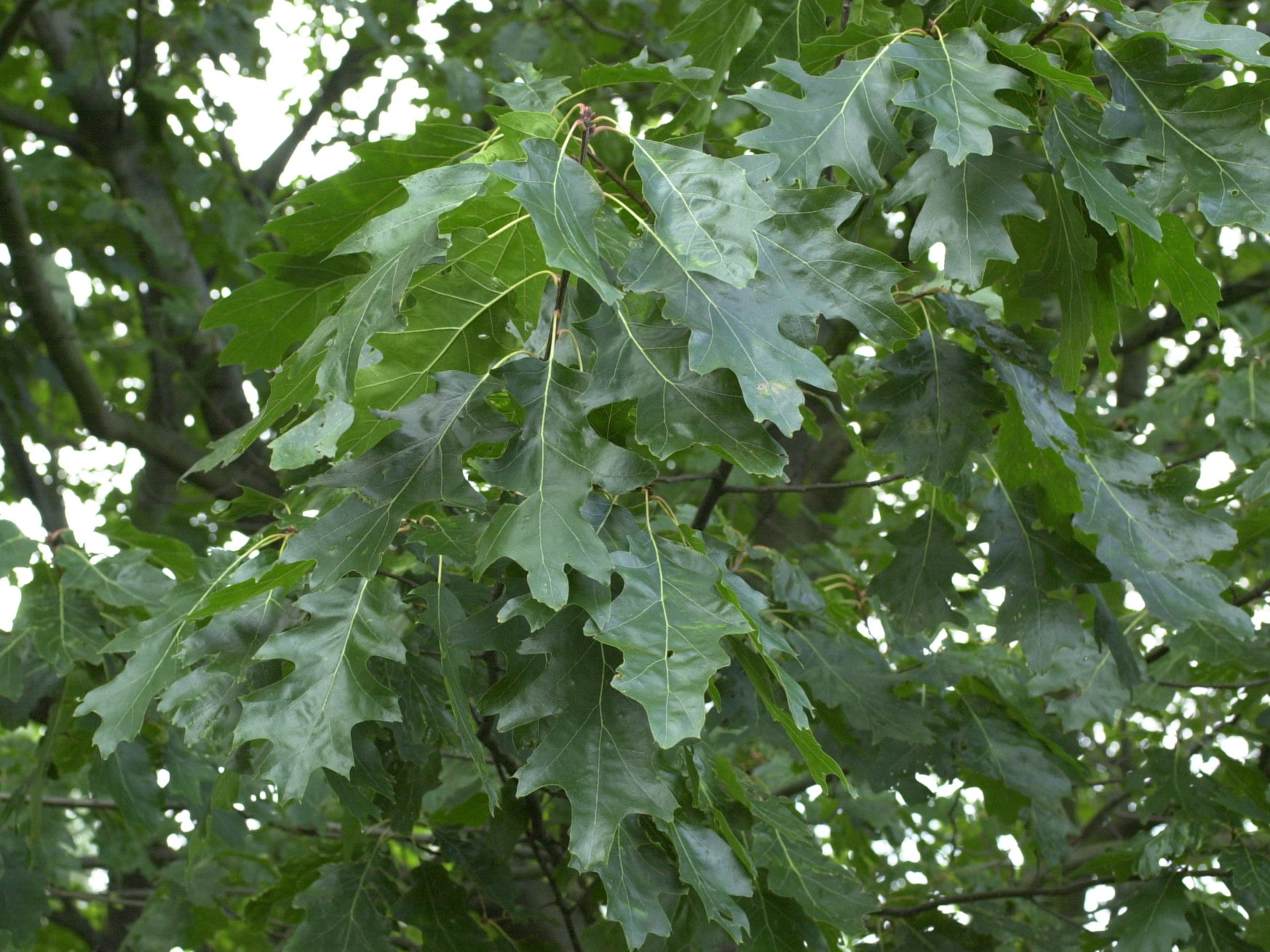 quercus_rubra2md