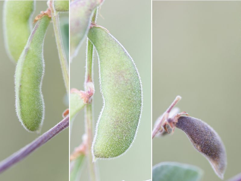 rhynchosia_minima4md