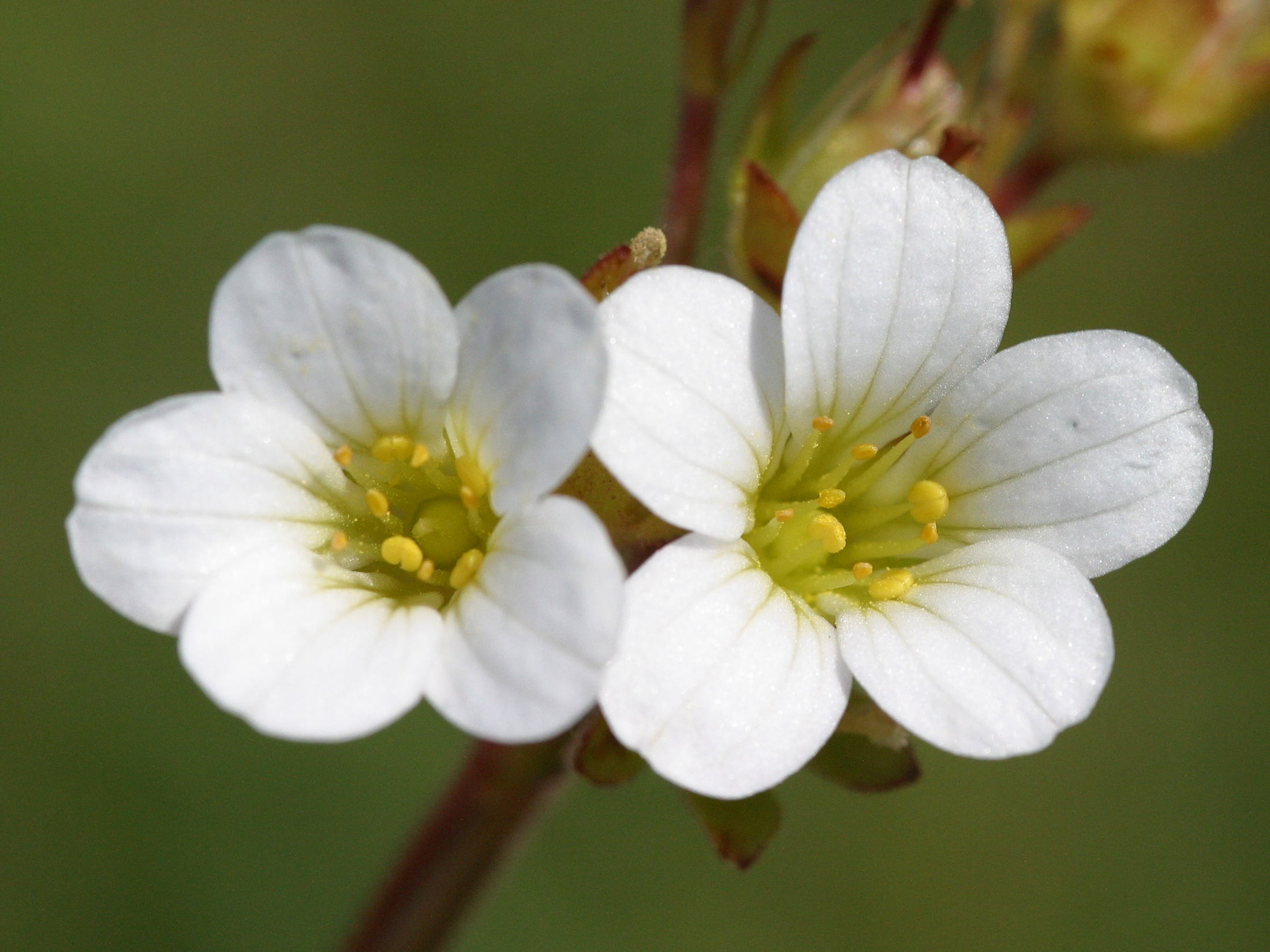 saxifraga_granulata3md