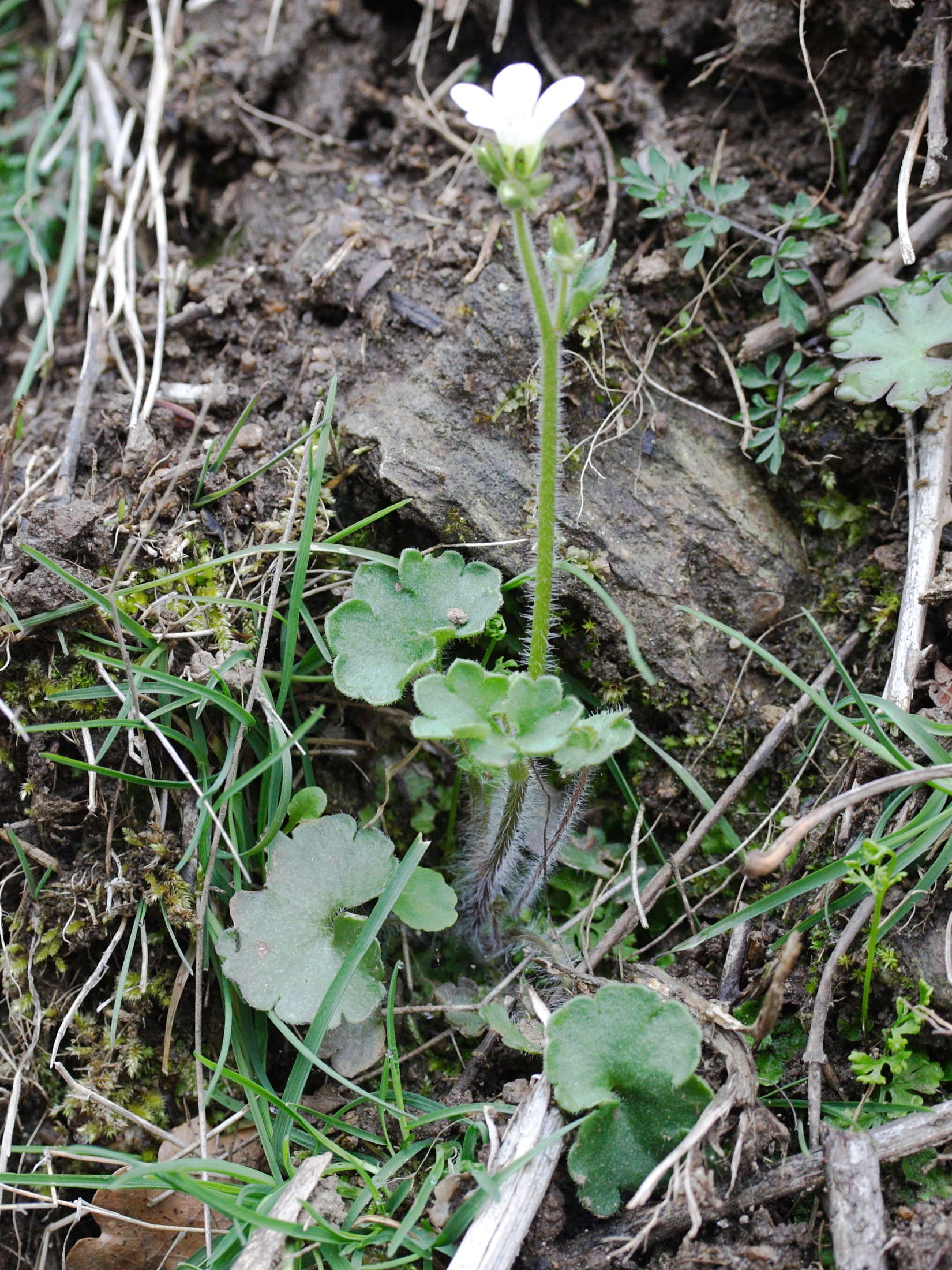 saxifraga_granulata6md