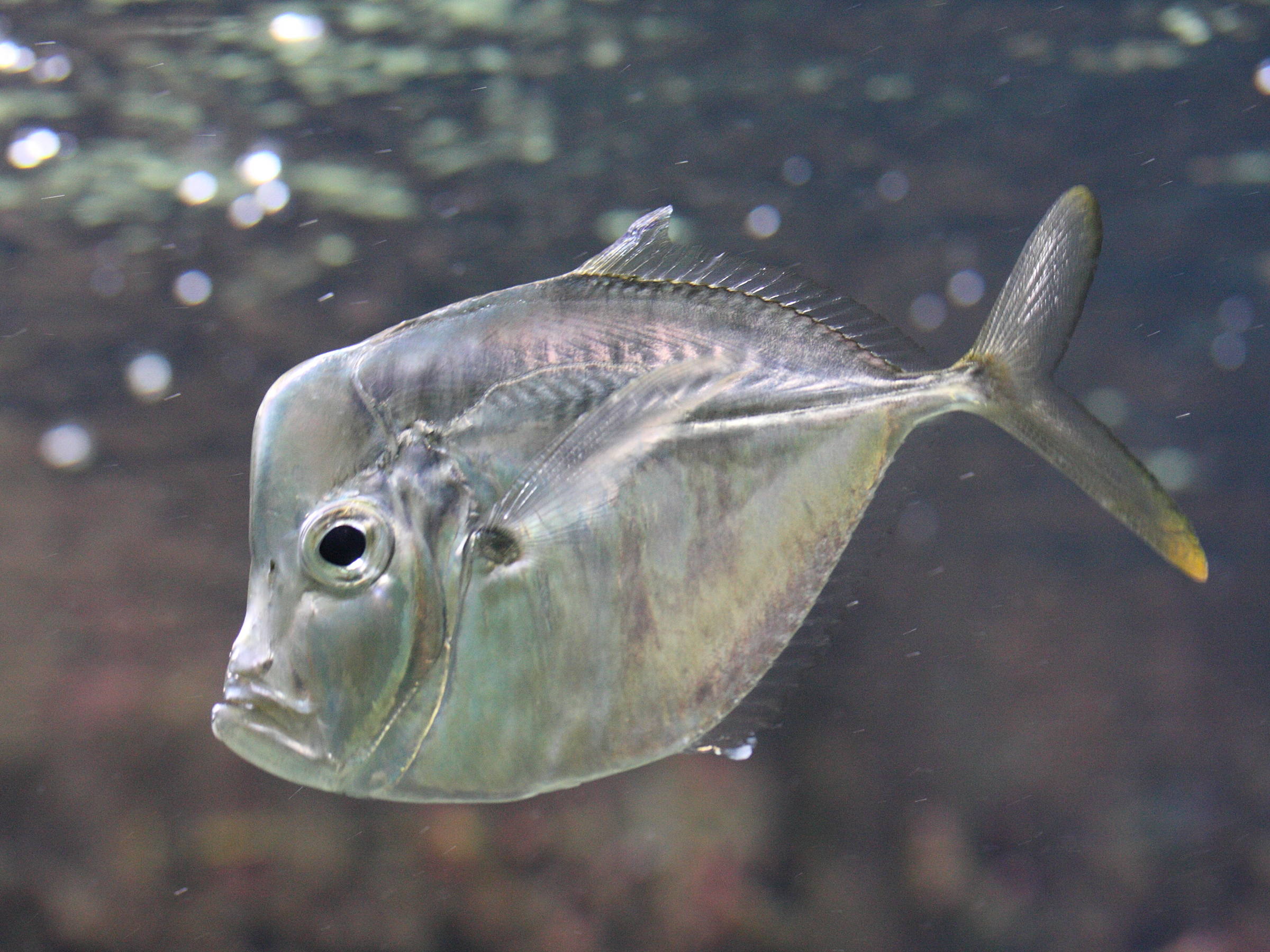 selene_setapinnis1md