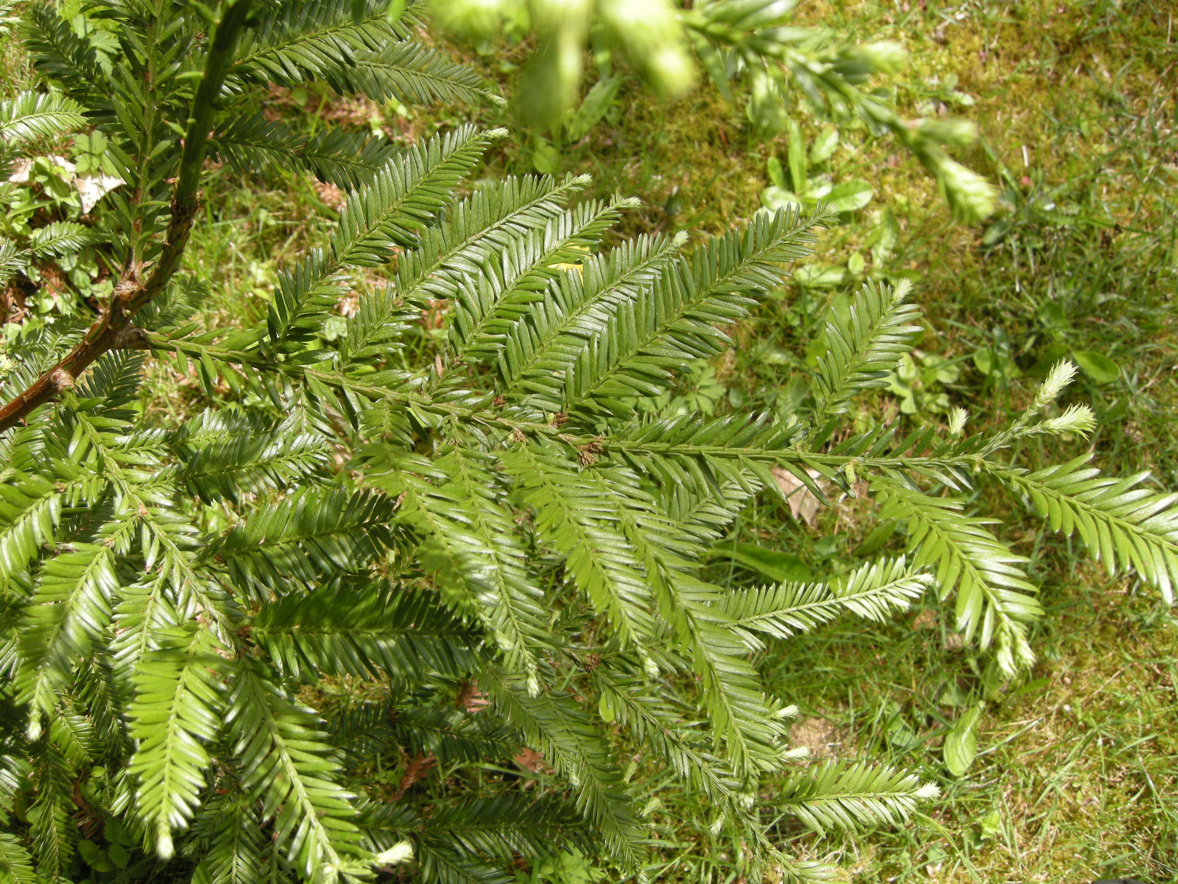 sequoia_sempervirens1md