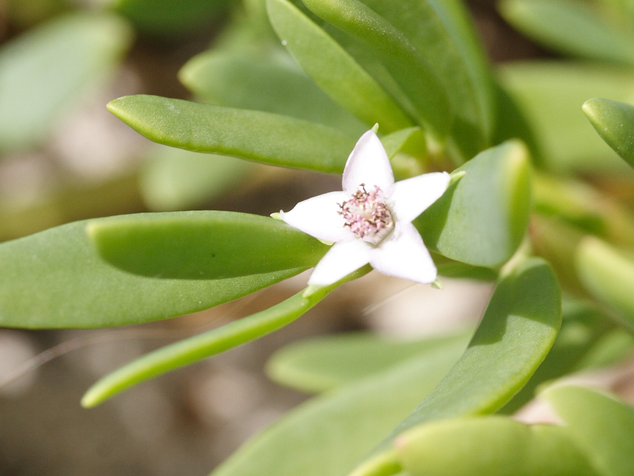sesuvium_portulacastrum4md