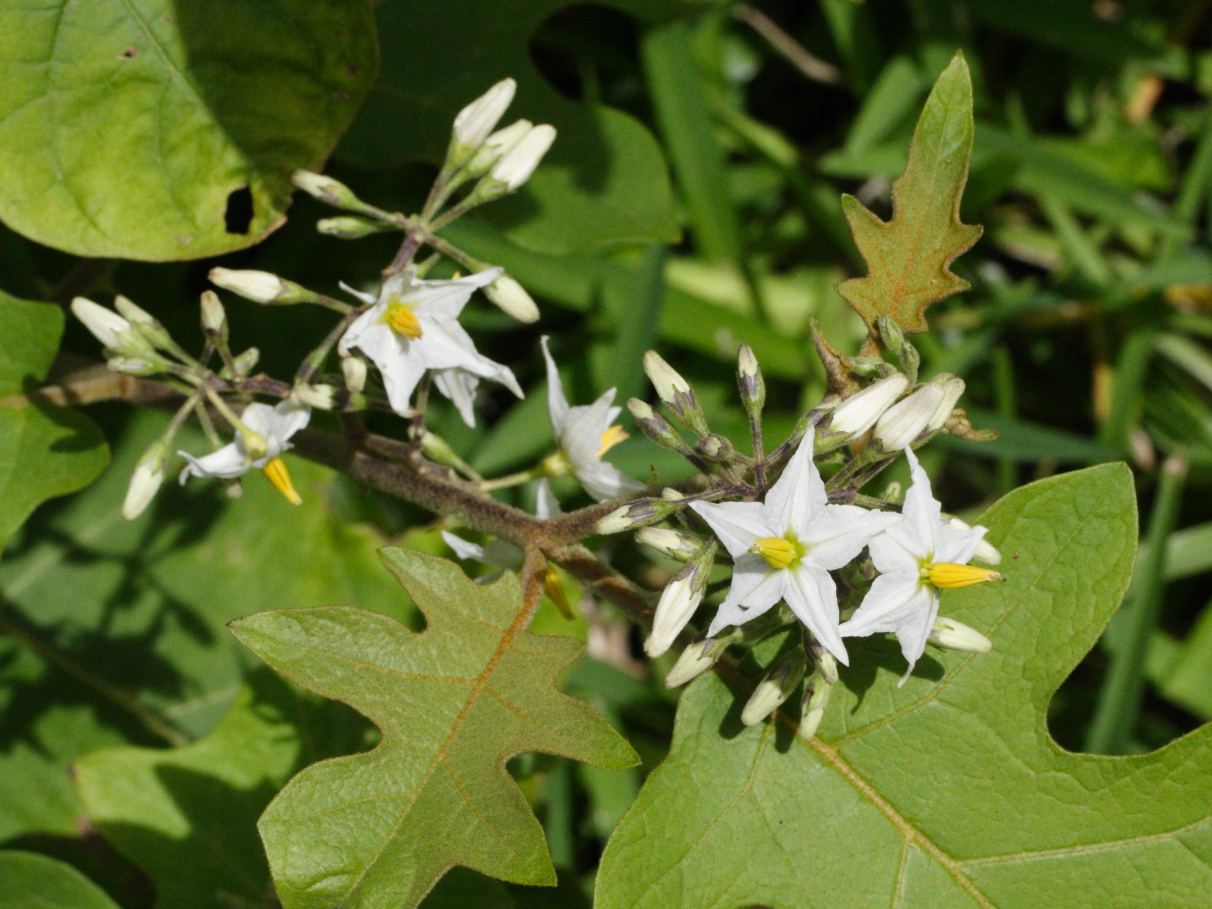 solanum_torvum3md