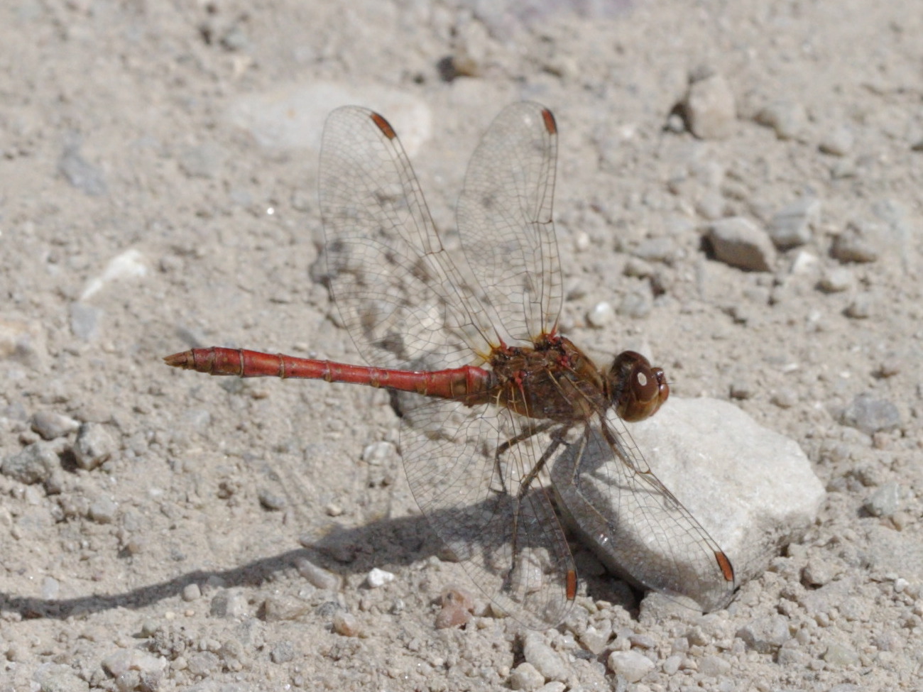 Afficher le média sympetrum_striolatum3bd sympetrum_striolatum3bd