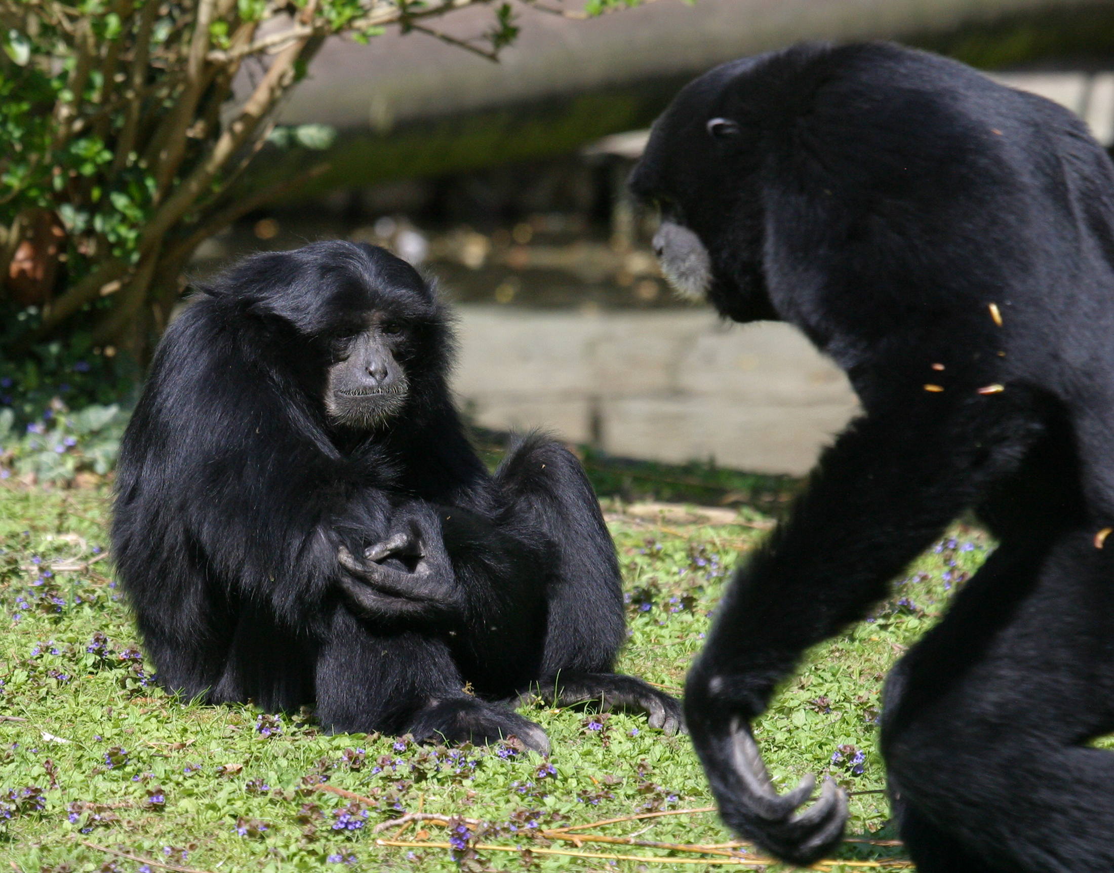 Synphalangus_syndactylus