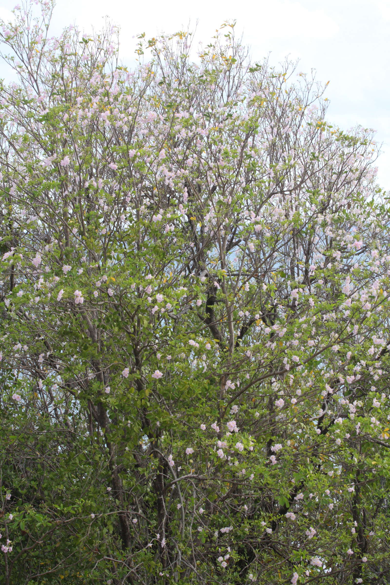 tabebuia_heterophylla1bd