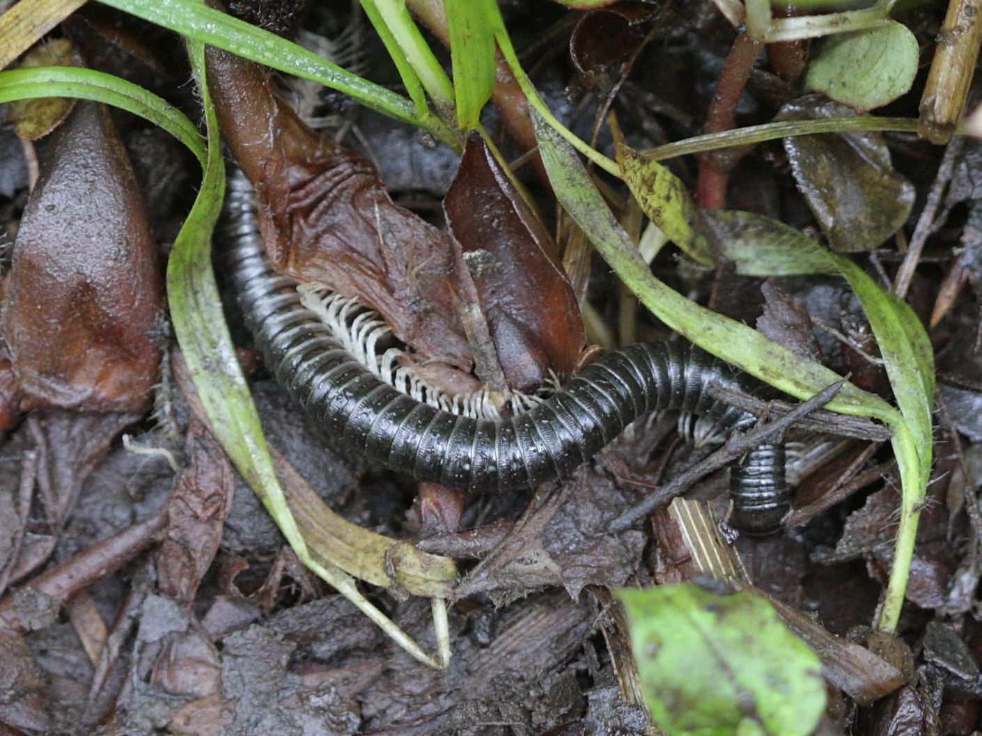 tachypodoiulus_albipes1bd