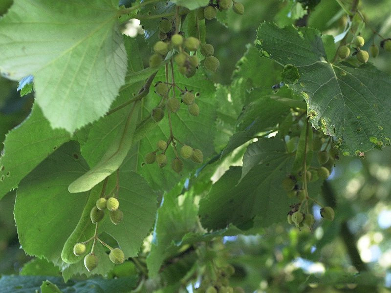 Afficher le média tilia_x-vulgaris1md tilia_x-vulgaris1md