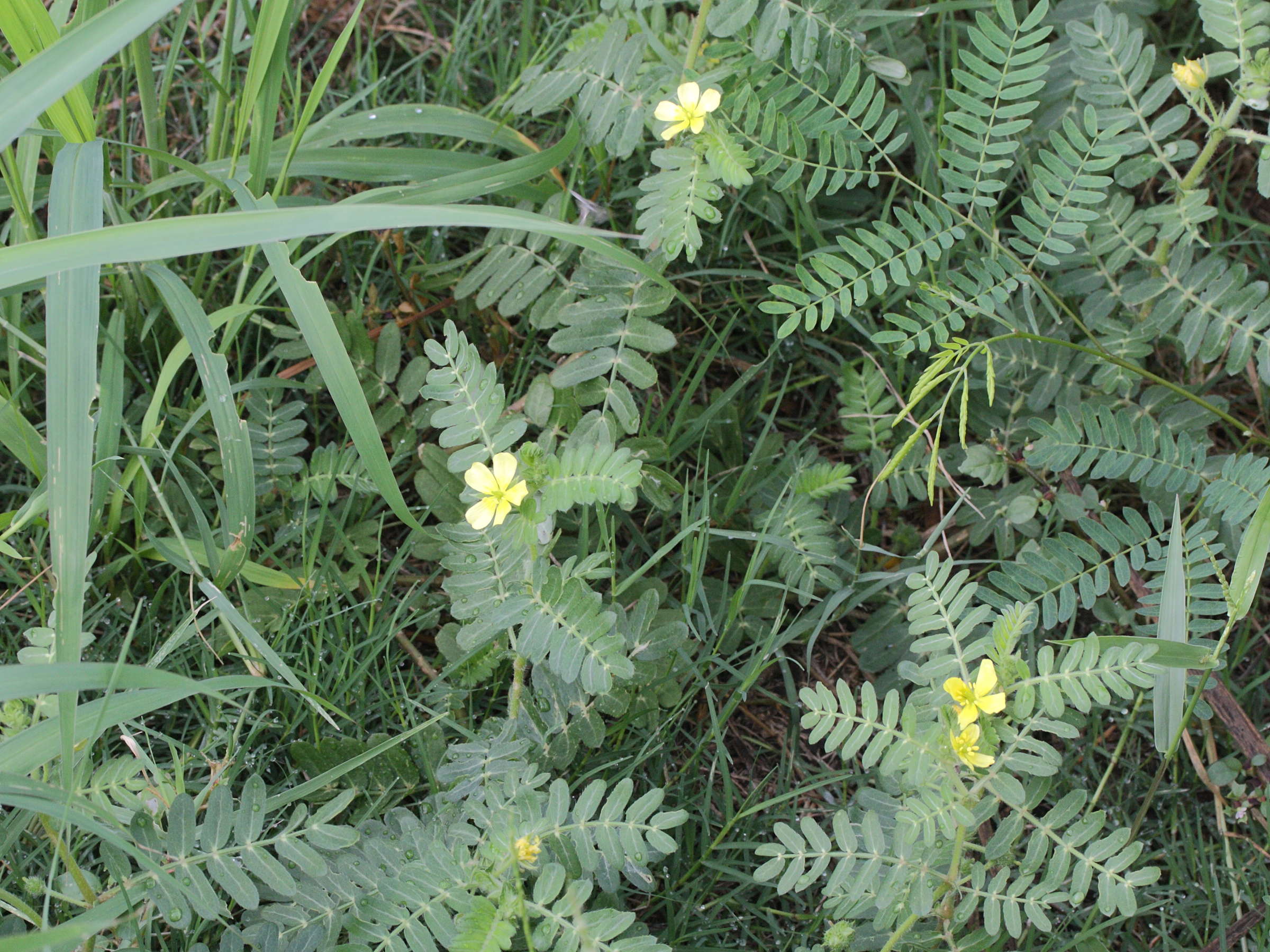 tribulus_cistoides1md