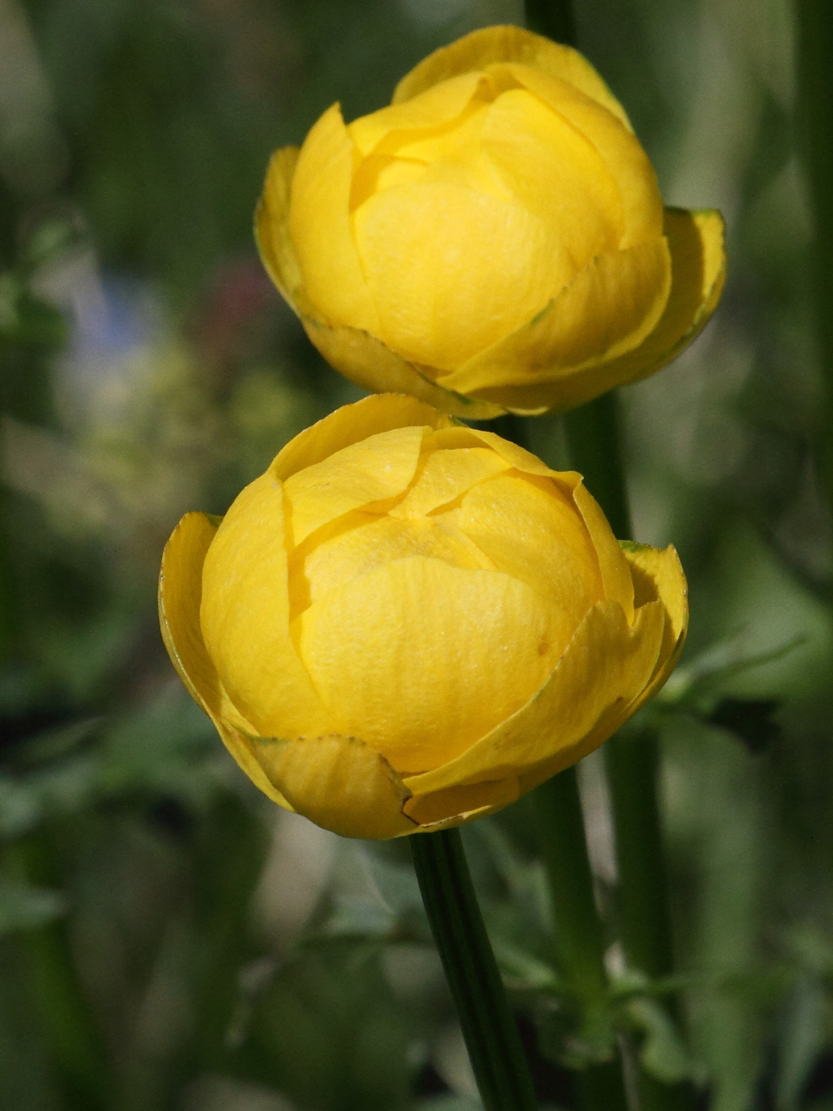 trollius_europaeus4bd
