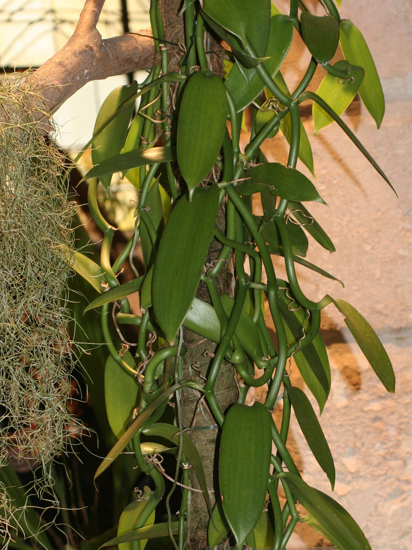 vanilla_planifolia1md