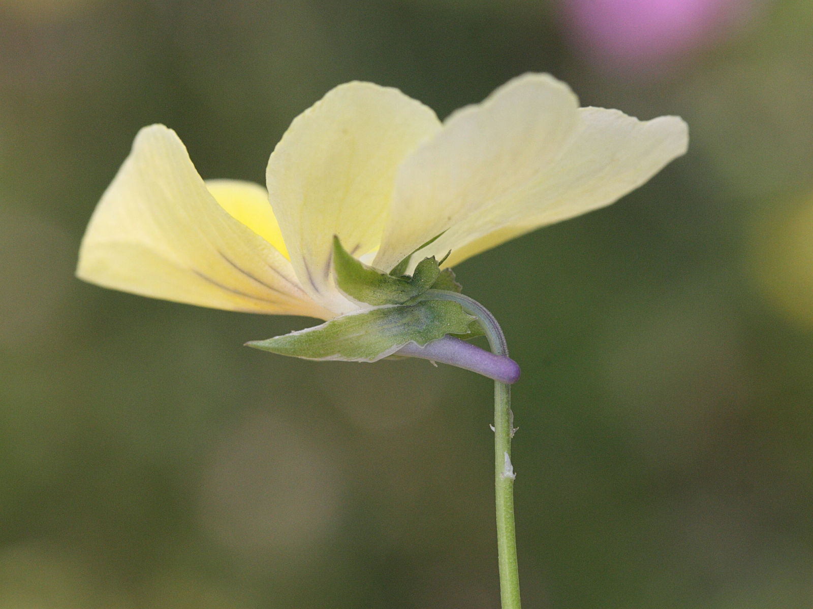 viola_calaminaria2md