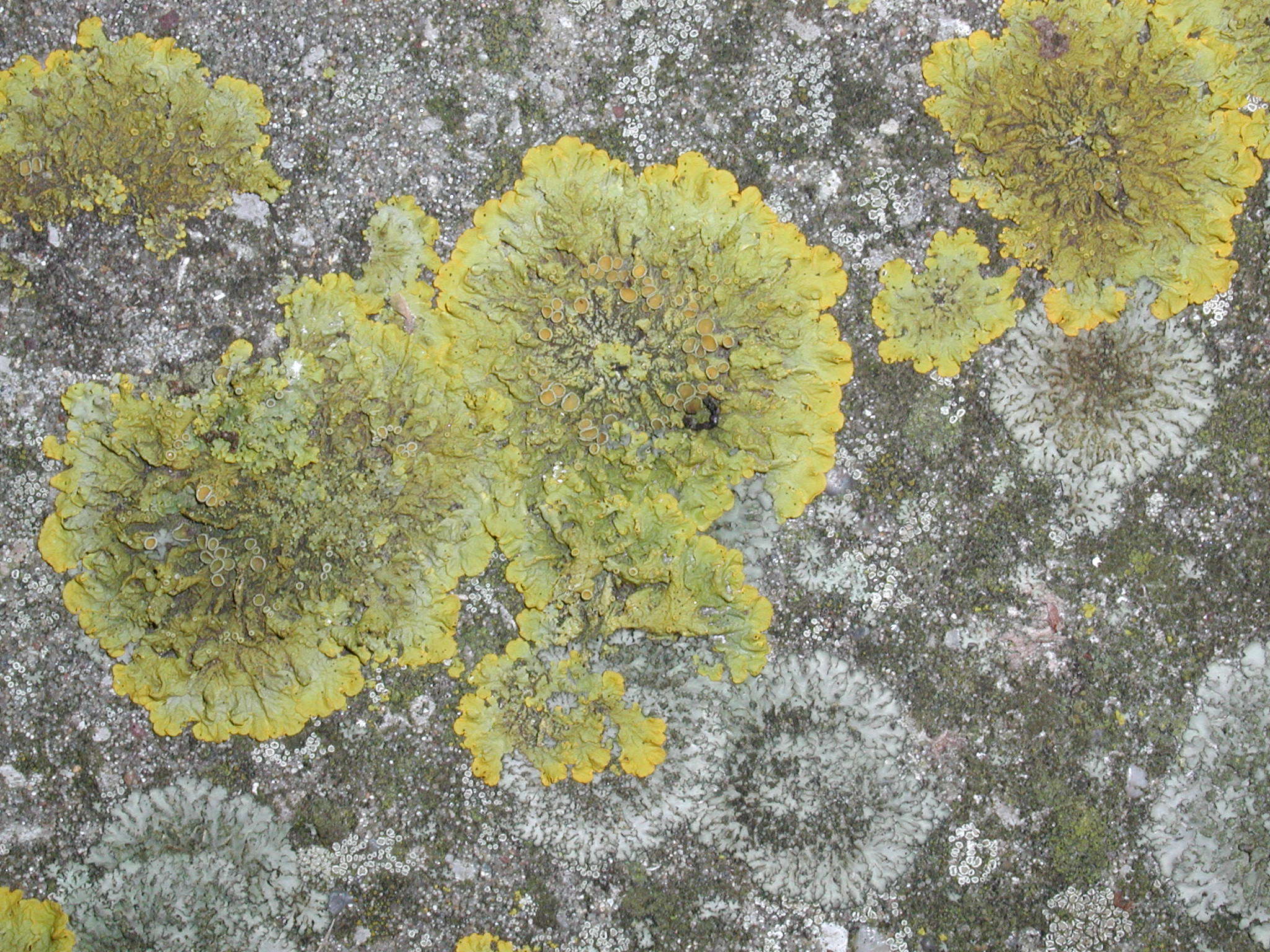 Afficher le média xanthoria_parietina1md xanthoria_parietina1md