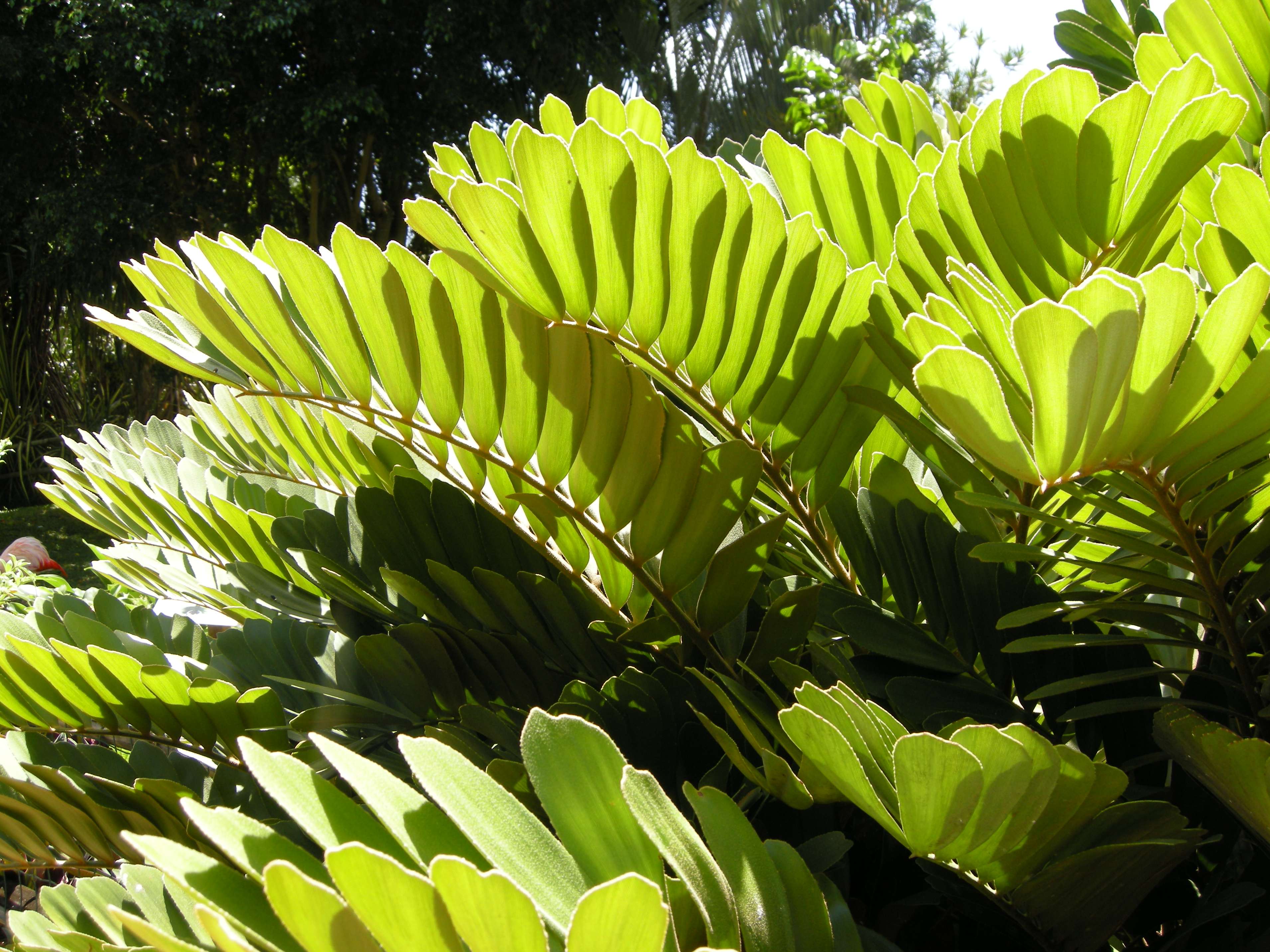 zamia_furfuracea5md
