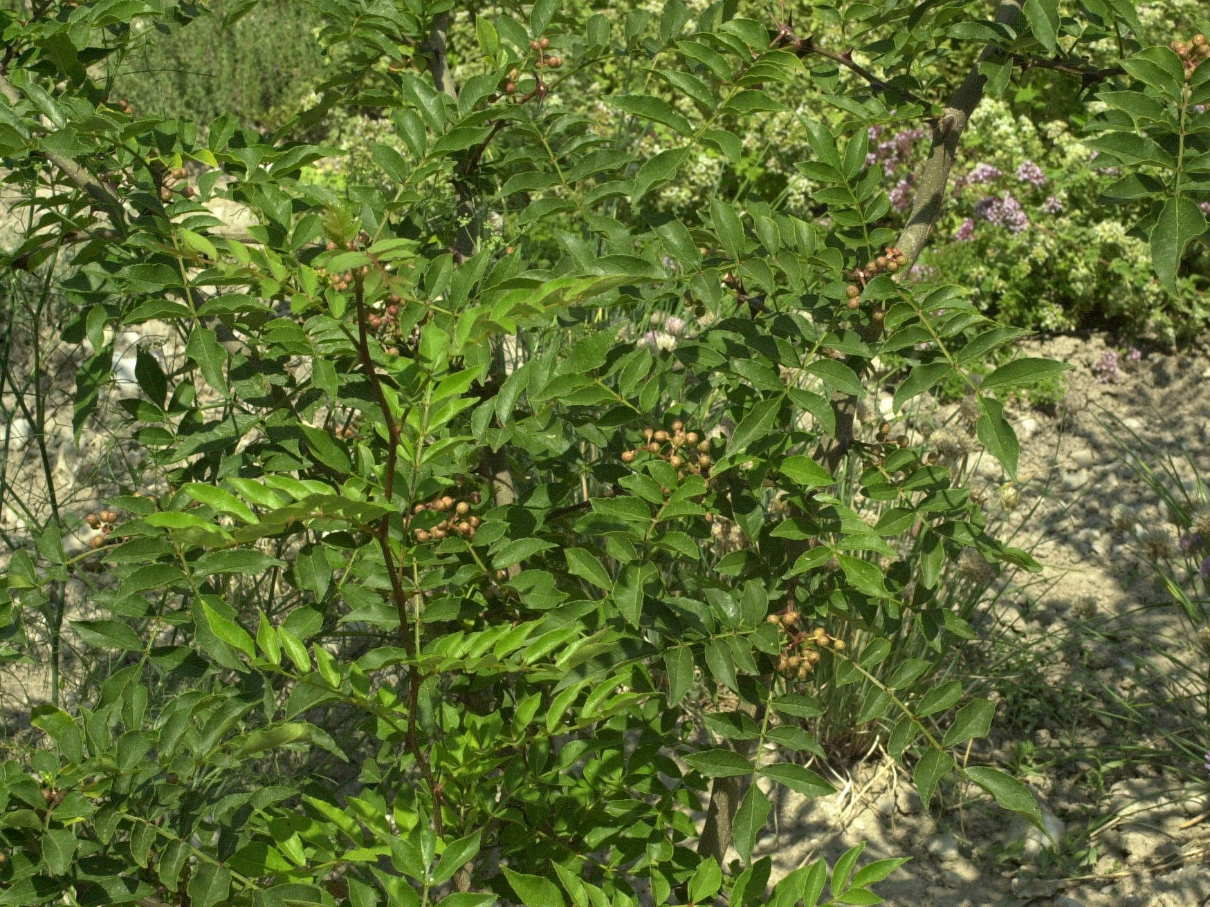 Afficher le média zanthoxylum_piperitum1md zanthoxylum_piperitum1md