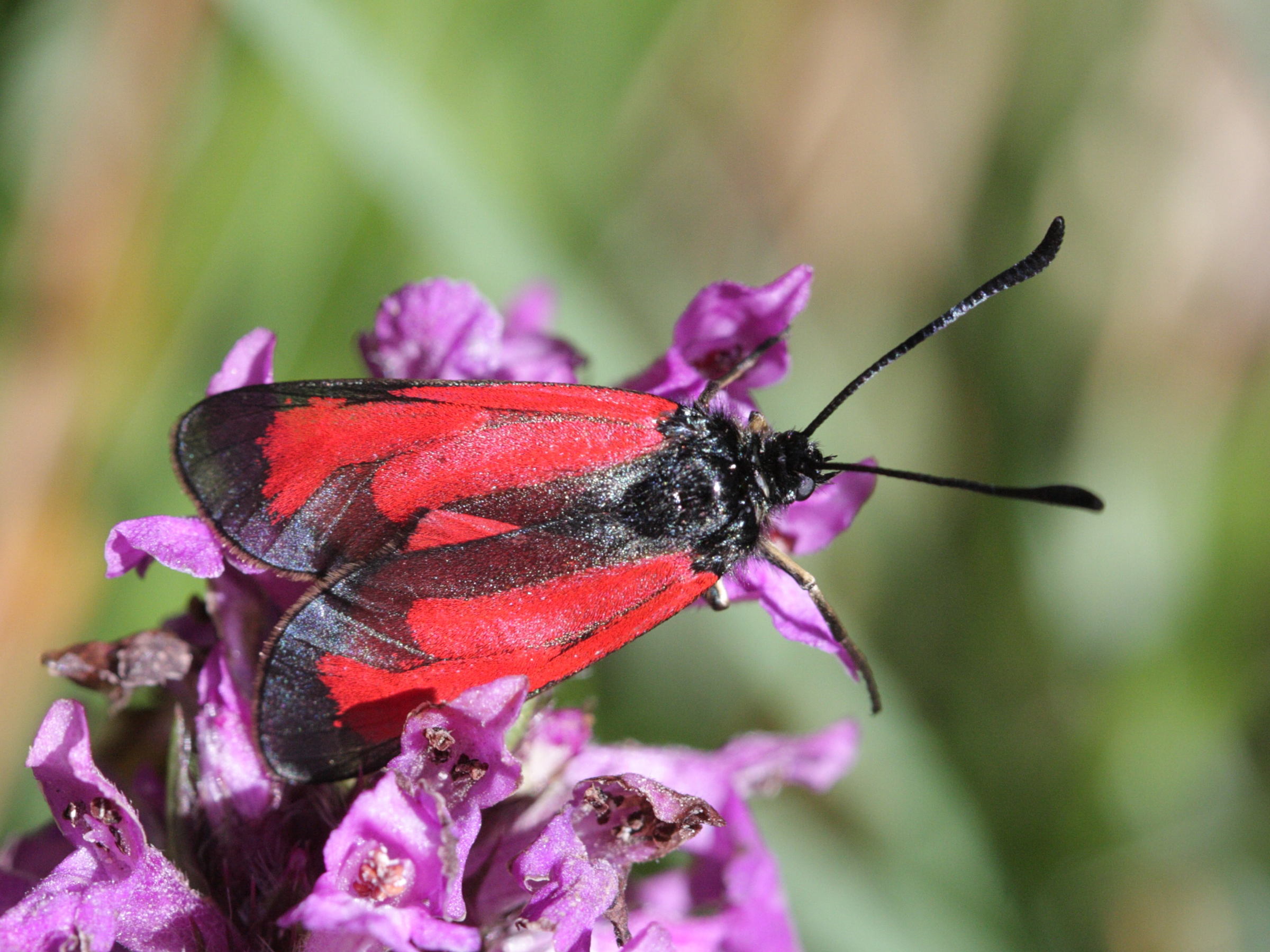 zygaena_purpuralis3bd