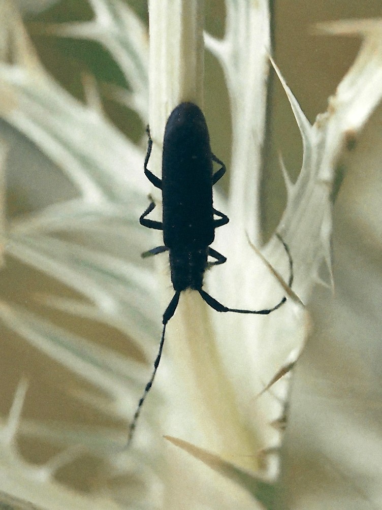 agapanthia_violacea1md