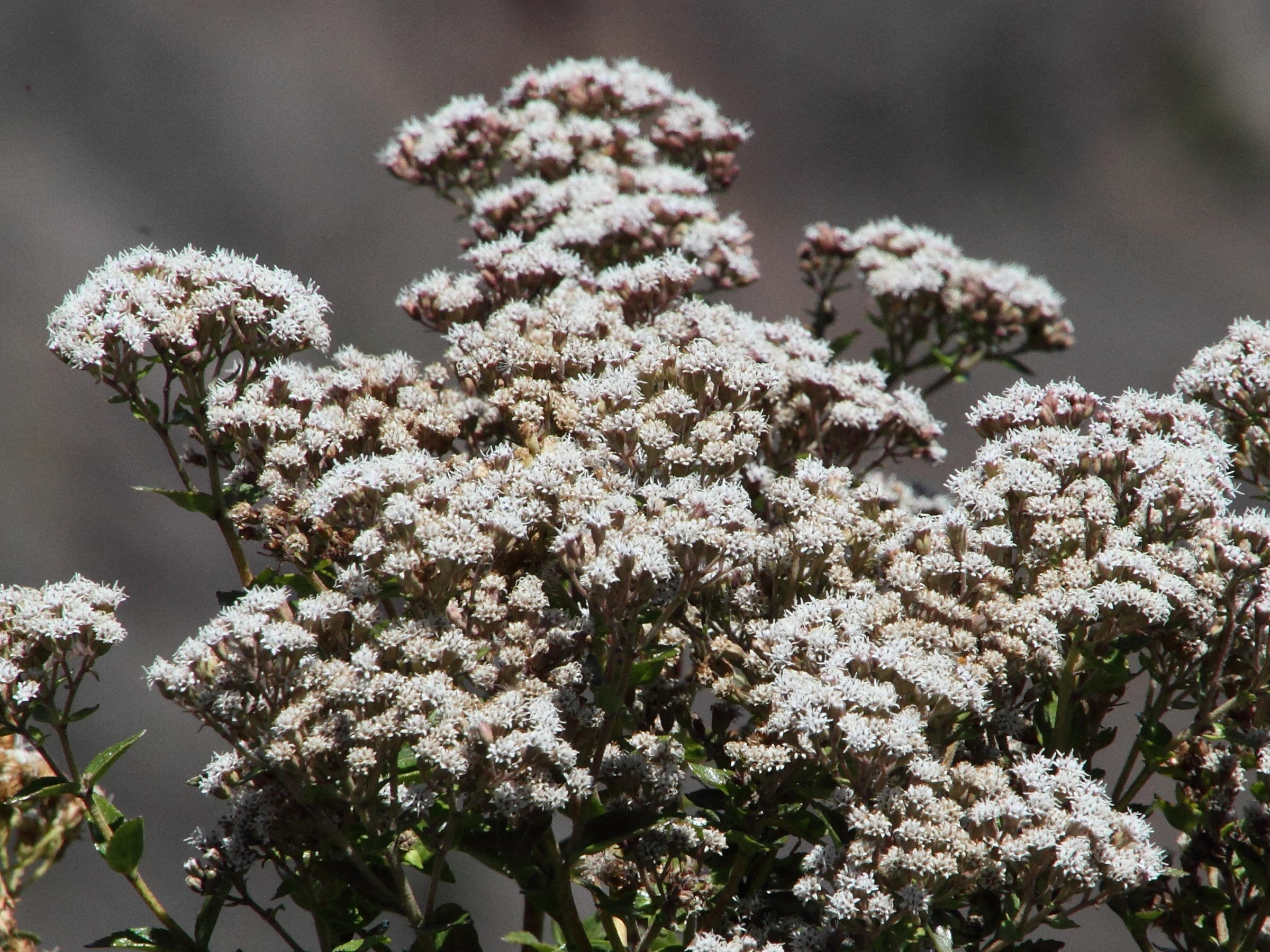 ageratina_anisochroma6md