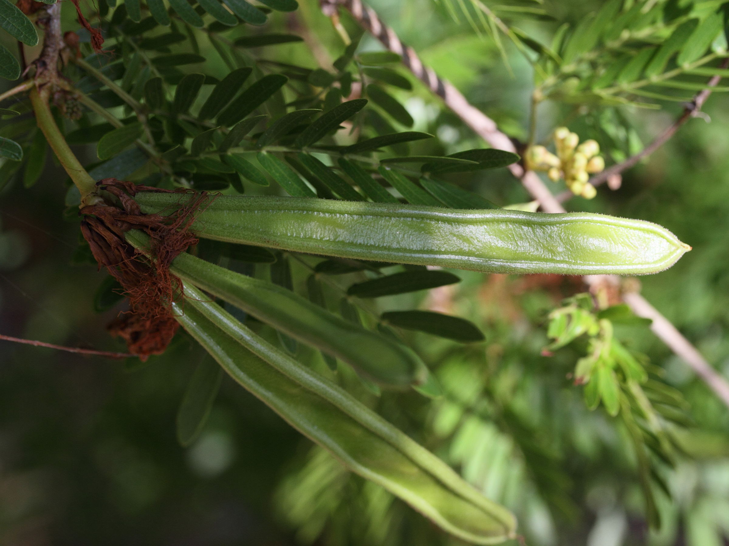 Afficher le média albizia_saman4md albizia_saman4md