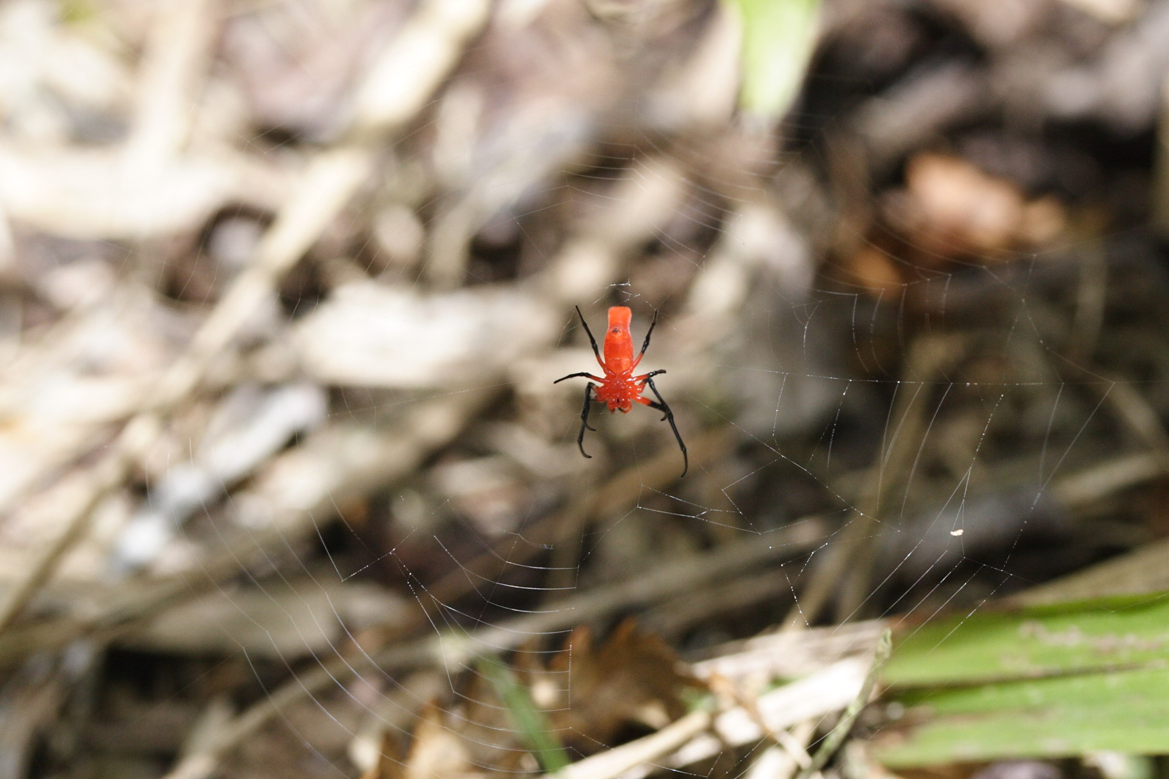 alcimosphenus_licinus1md