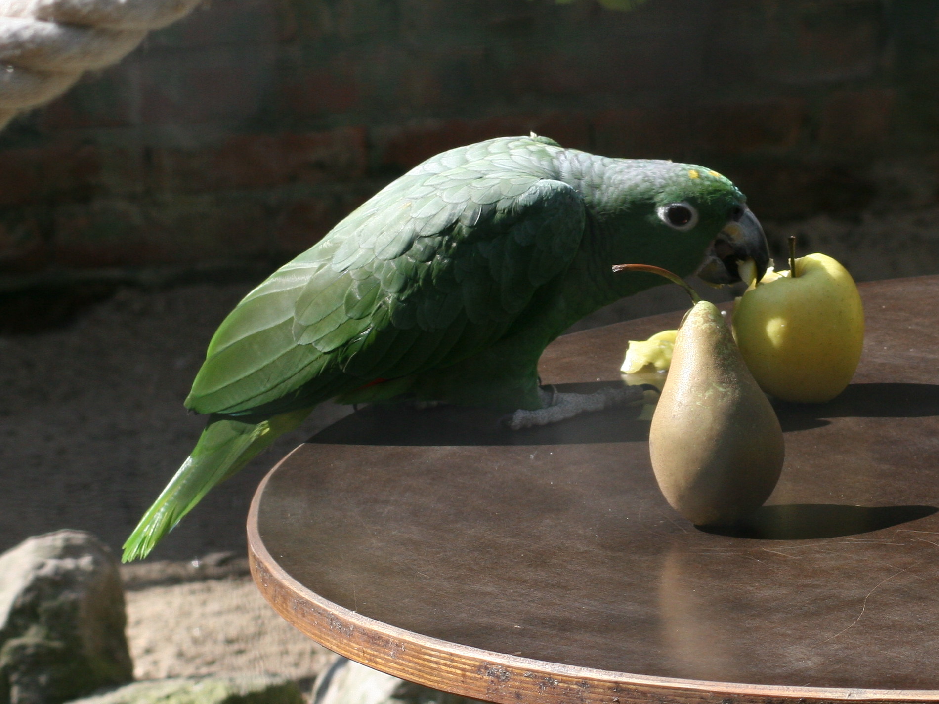 amazone_poudree_-_amazona_farinosa2bd