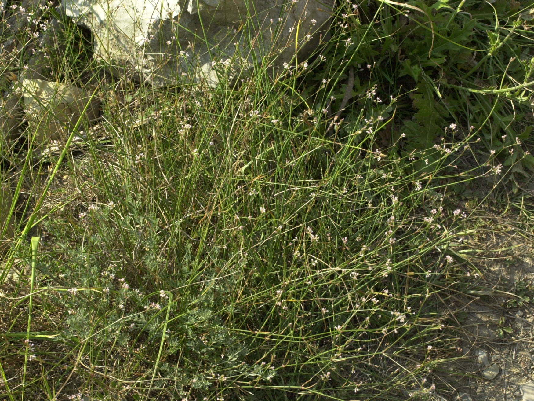 Afficher le média asperula_cynanchica1md asperula_cynanchica1md