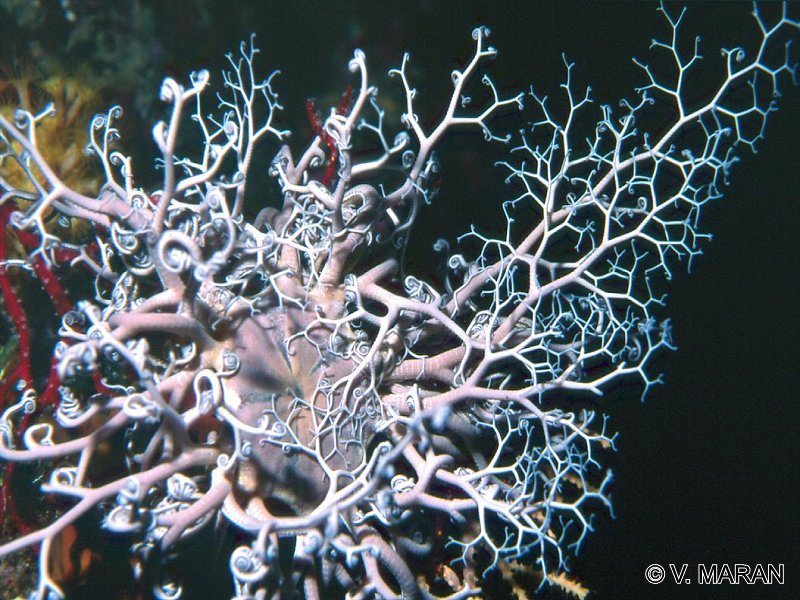 astropartus_mediterraneus2vm