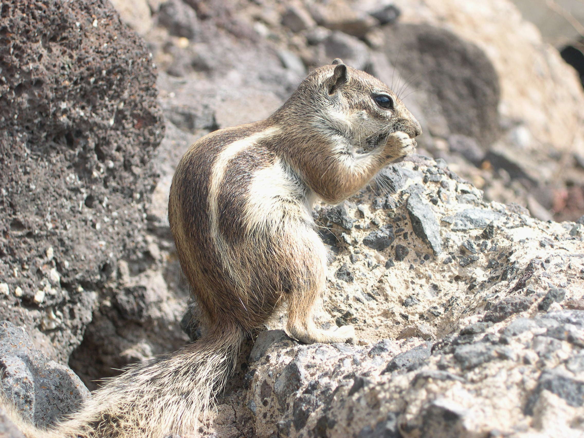 atlantoxerus_getulus1fca