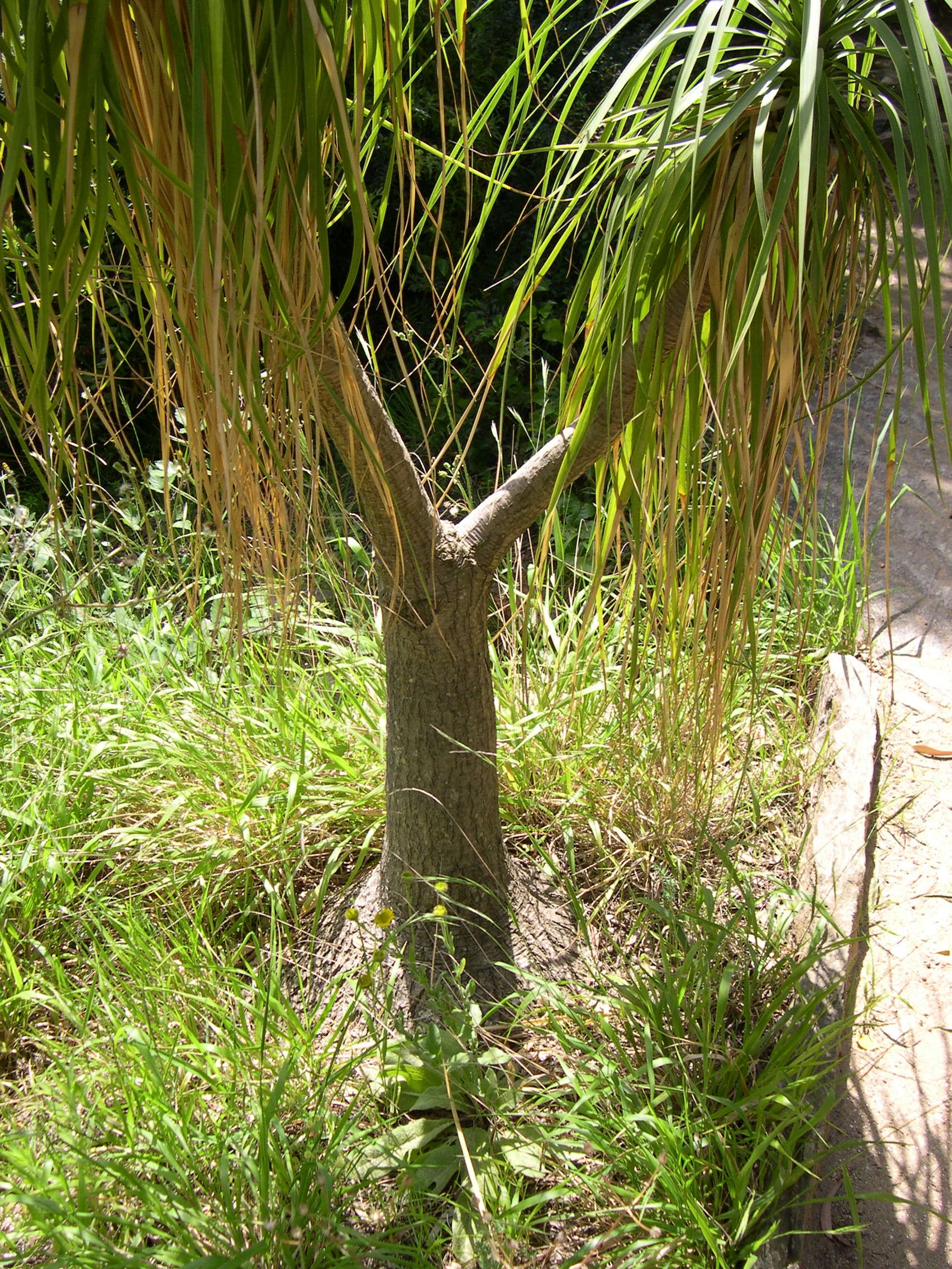 beaucarnea_recurvata2md