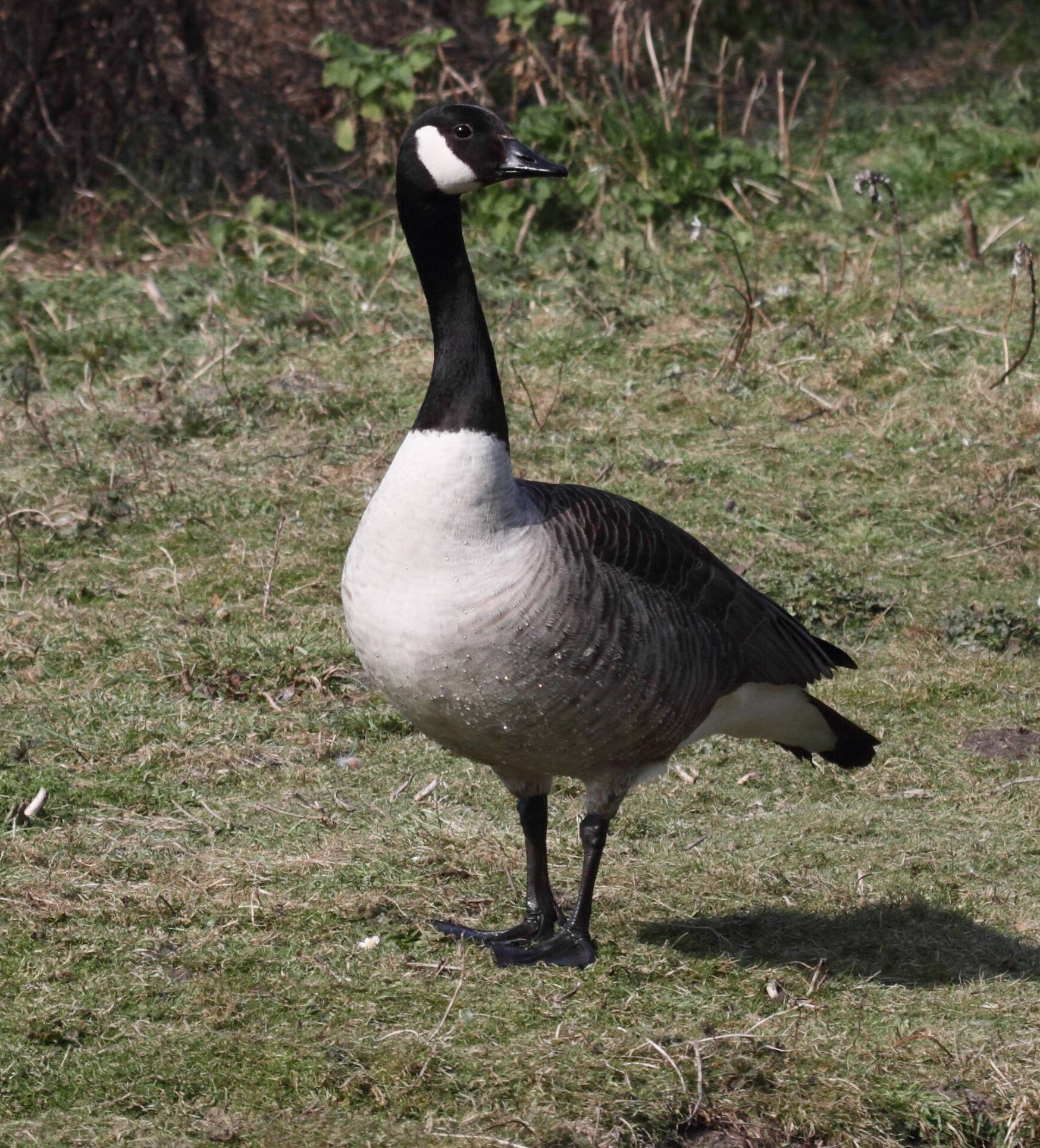 bernache_du_canada_-_branta_canadensis4bd