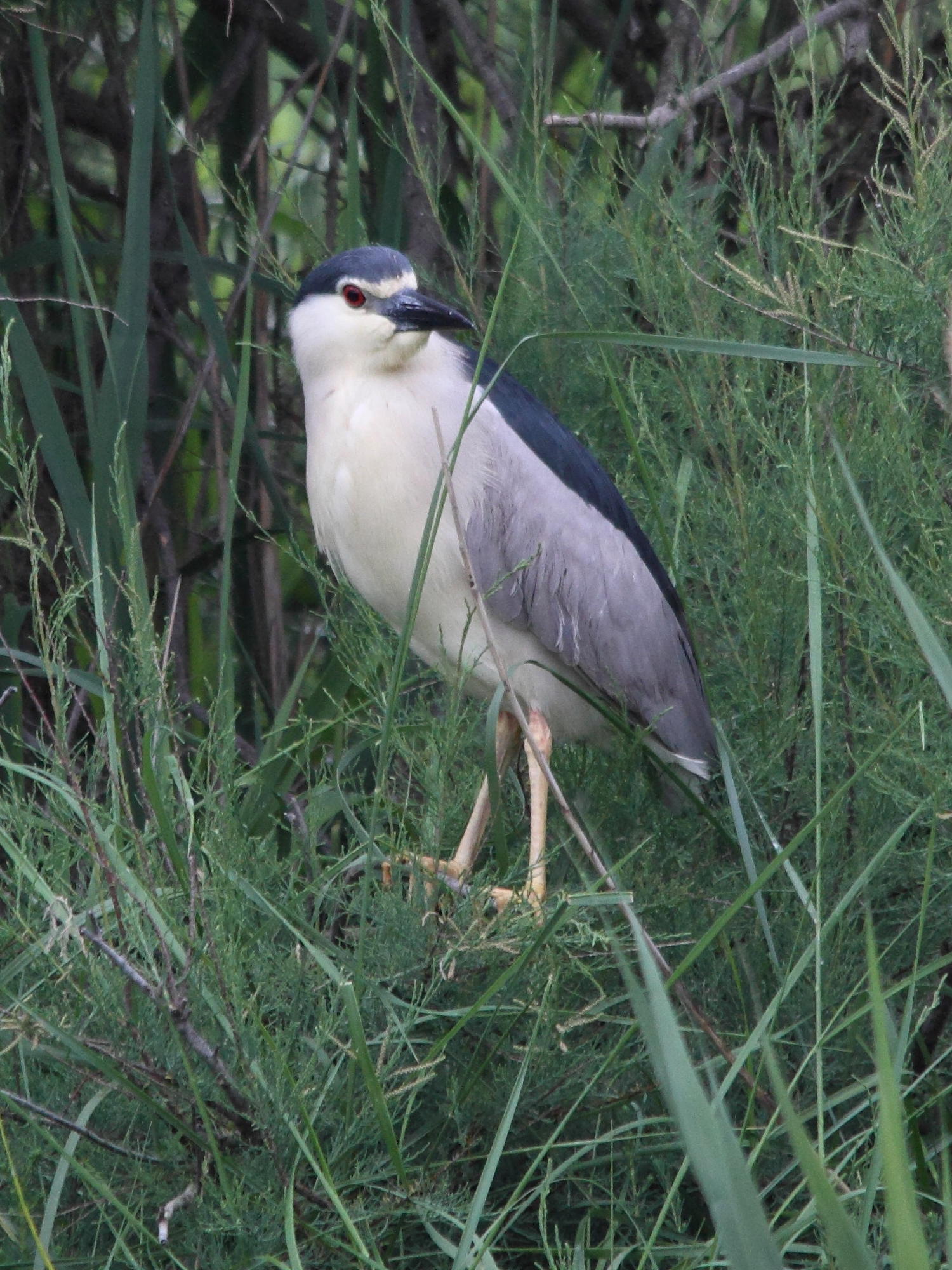 bihoreau_gris_-_nycticorax_nycticorax5md