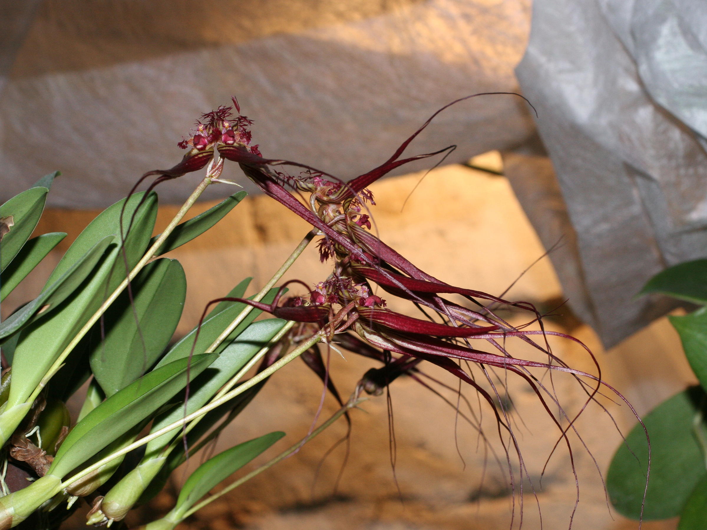 bulbophyllum_wendlandianum2md