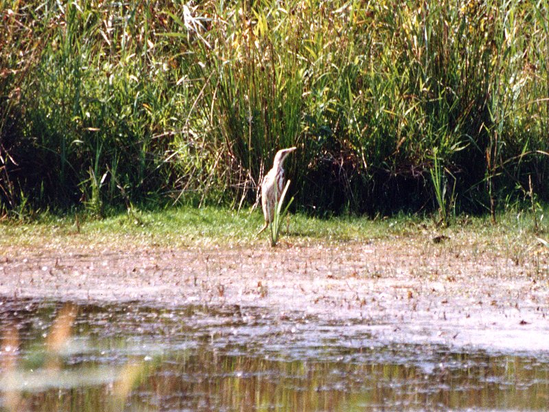 butor_etoile_-_botaurus_stellaris2sd