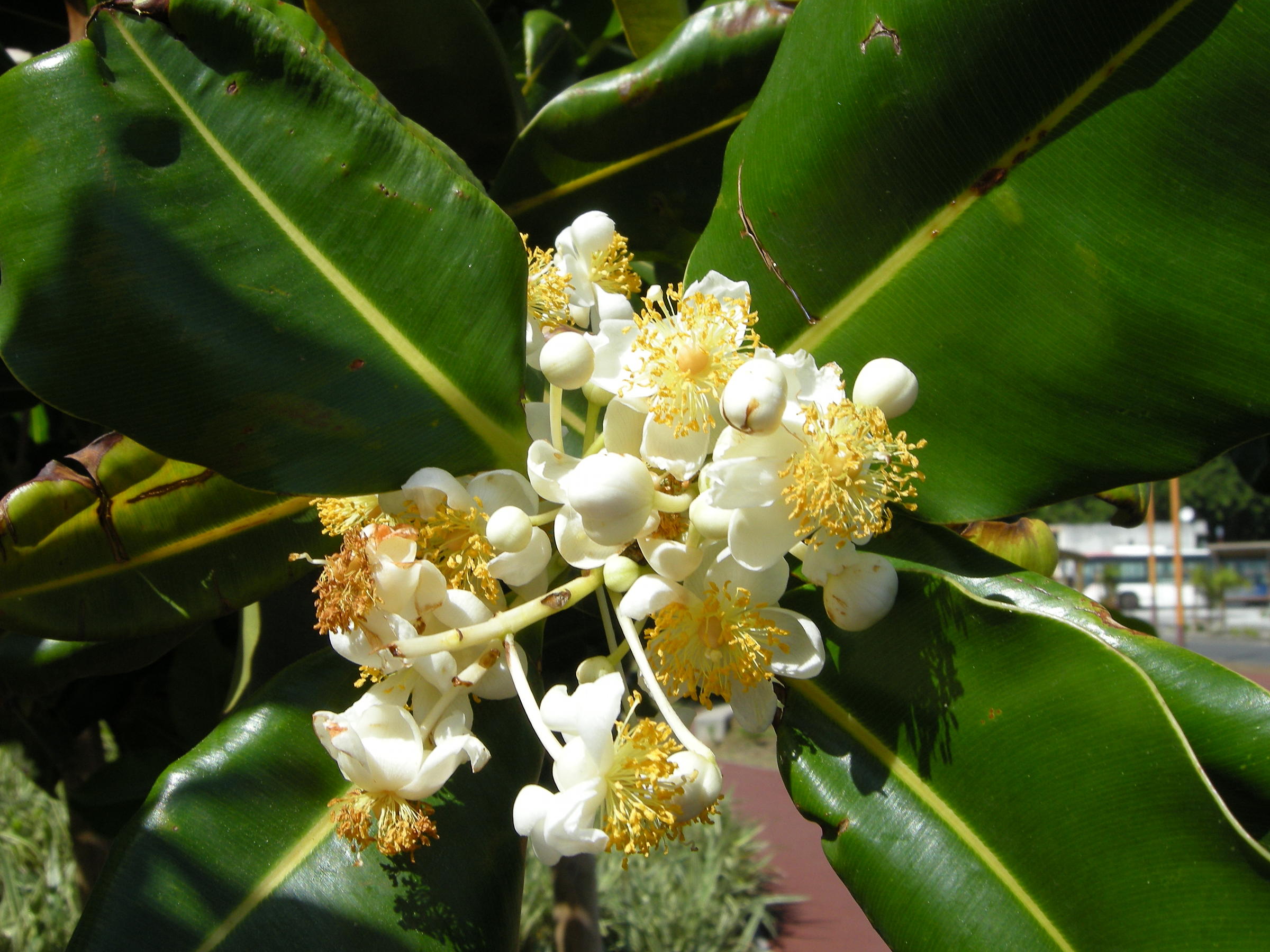 calophyllum_inophyllum2md