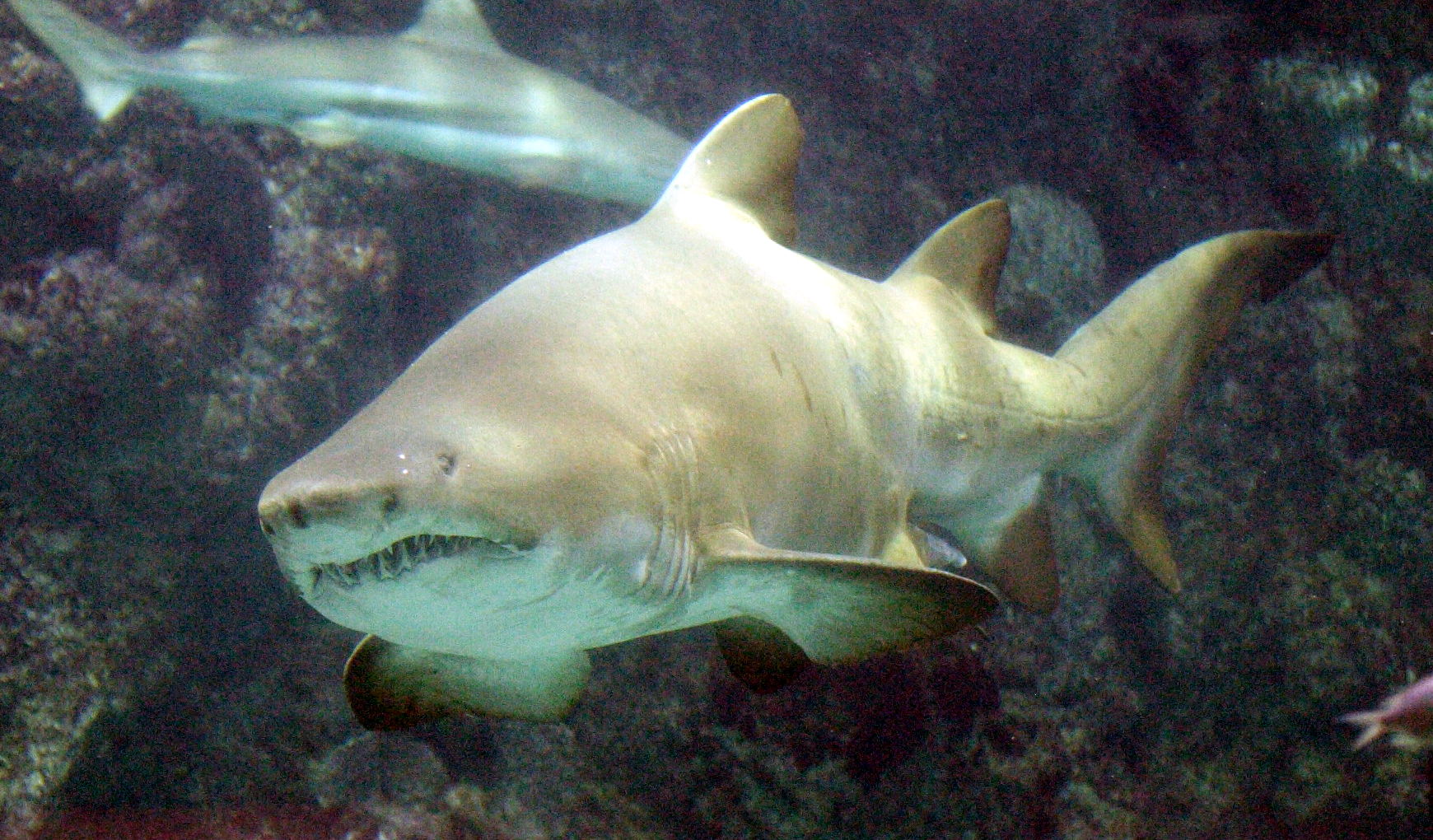 Afficher le média carcharias_taurus2md carcharias_taurus2md