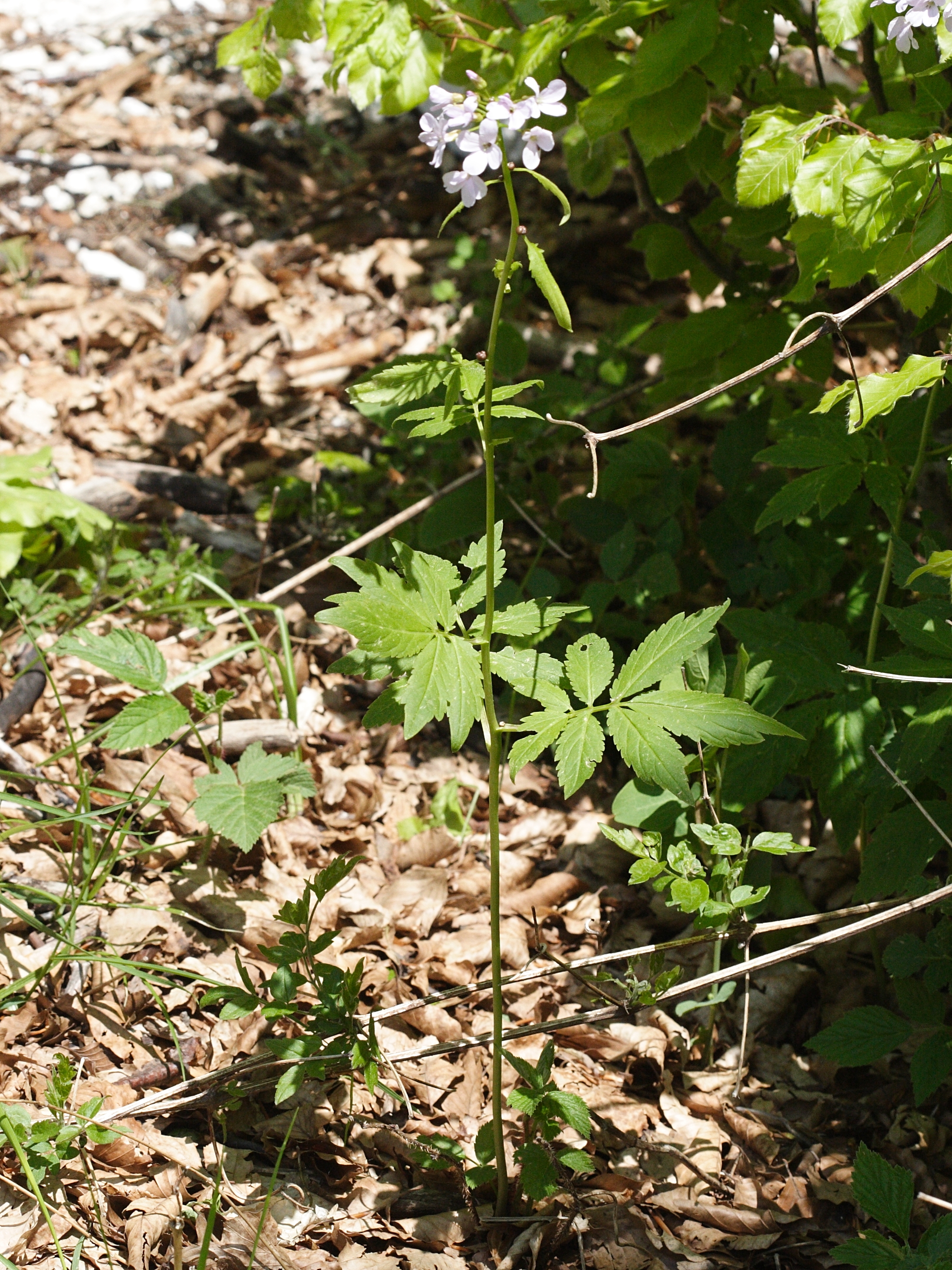 Afficher le média cardamine_bulbifera4md cardamine_bulbifera4md