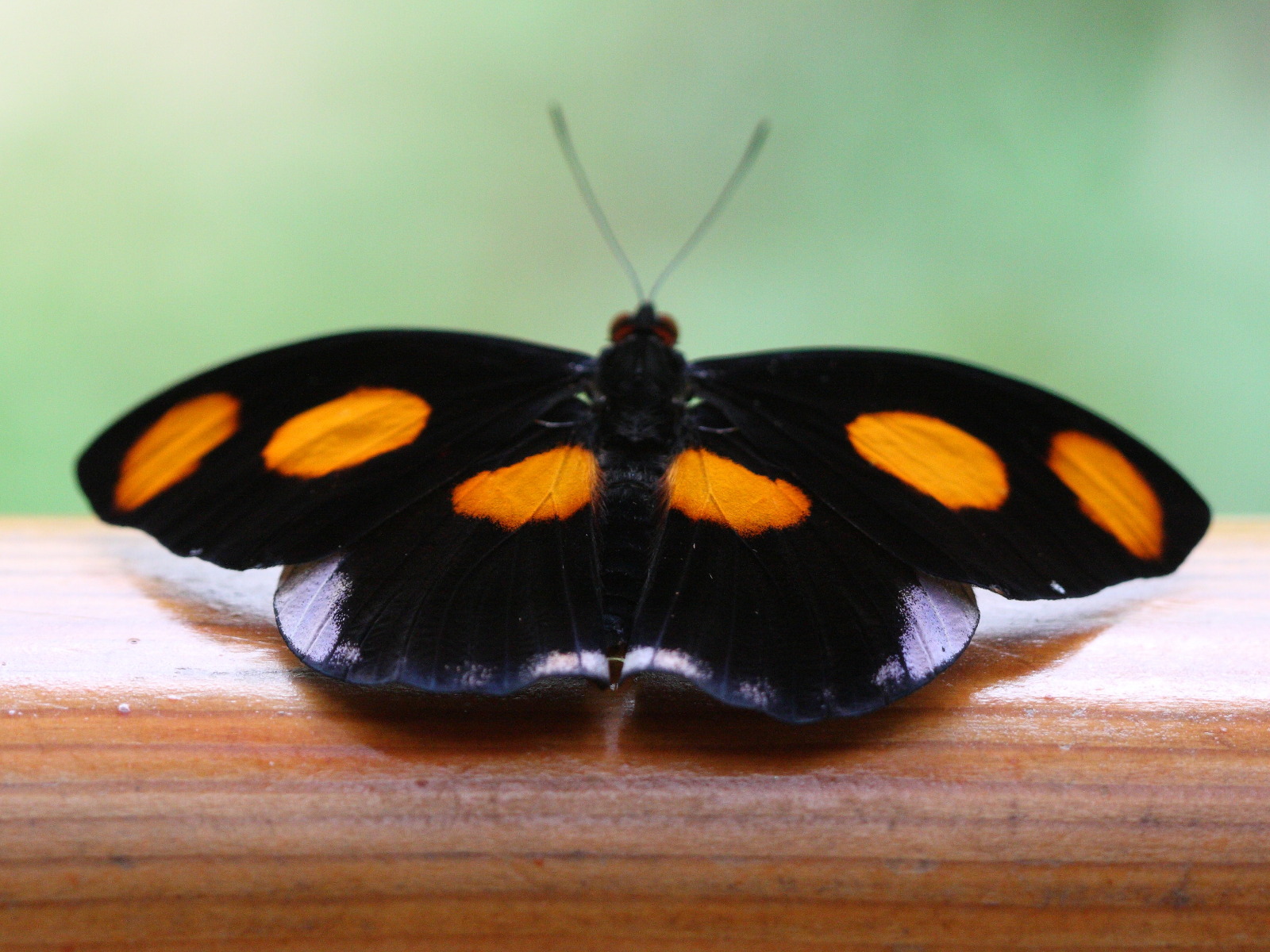 catonephele_numilia2bd