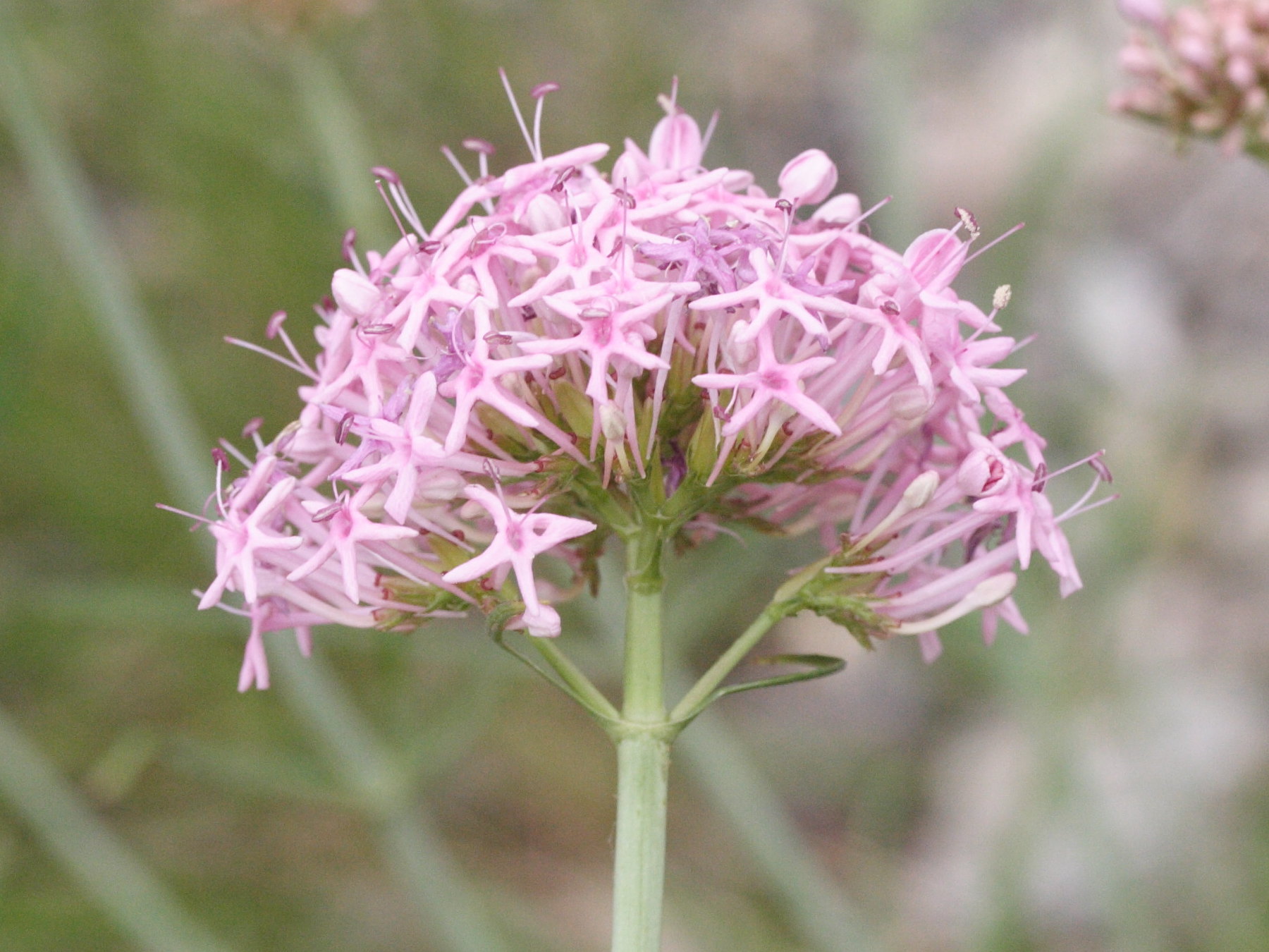 Afficher le média centranthus_angustifolius3md centranthus_angustifolius3md