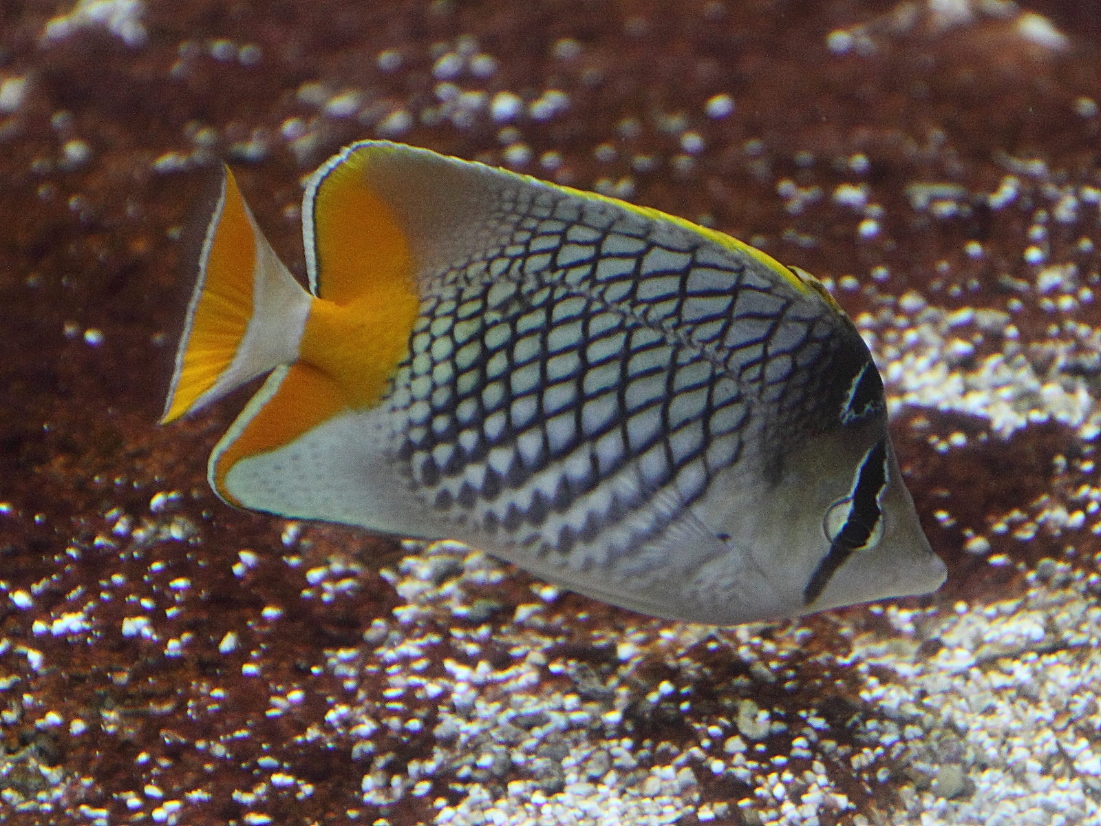 chaetodon_xanthurus3cd