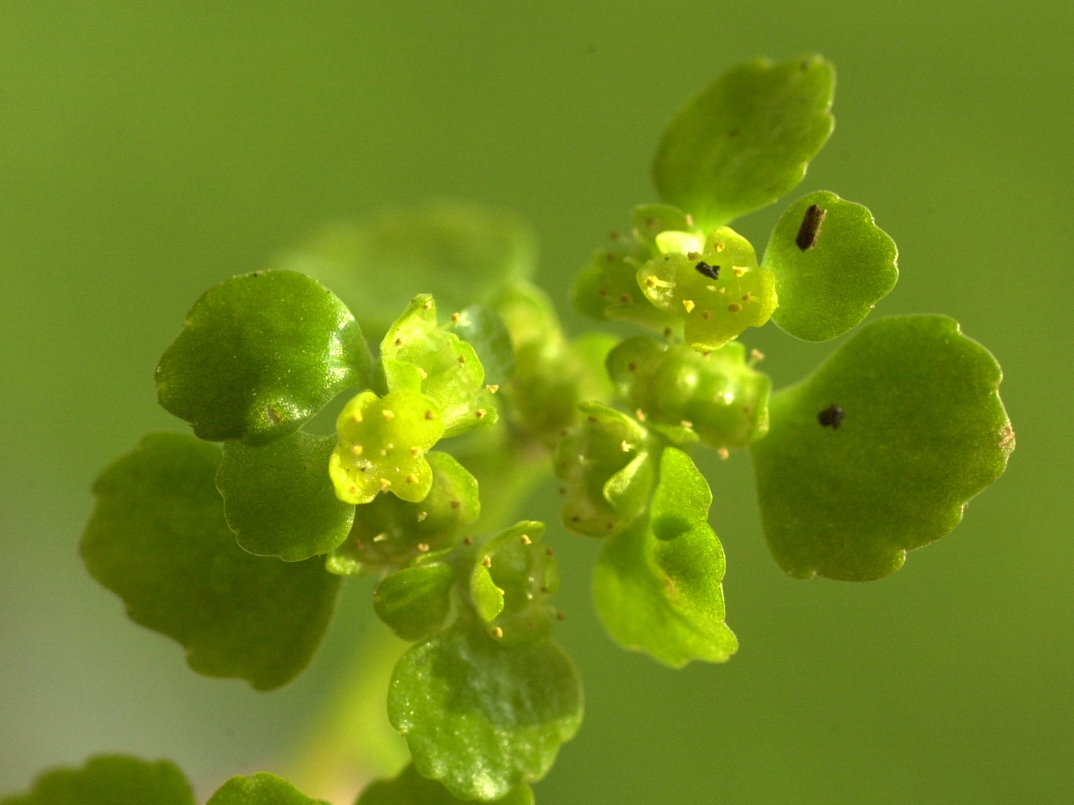Afficher le média chrysosplenium_oppositifolium3md chrysosplenium_oppositifolium3md