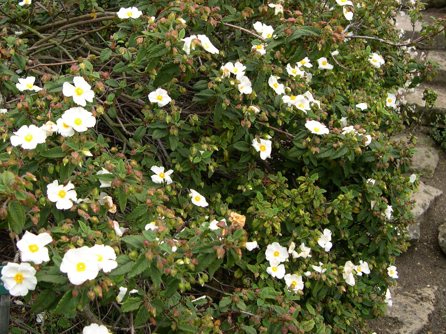 Afficher le média cistus_salviifolius1md cistus_salviifolius1md