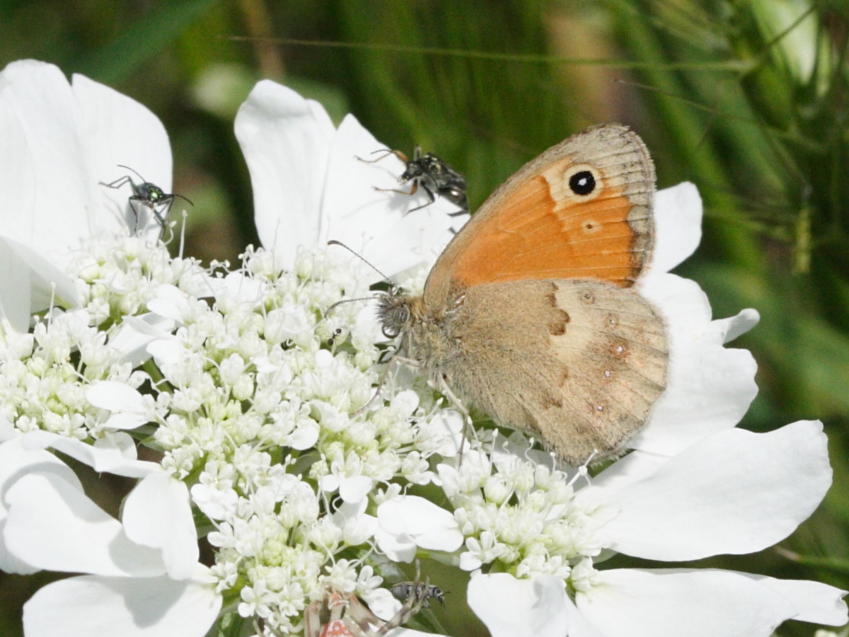 coenonympha_pamphilus4md