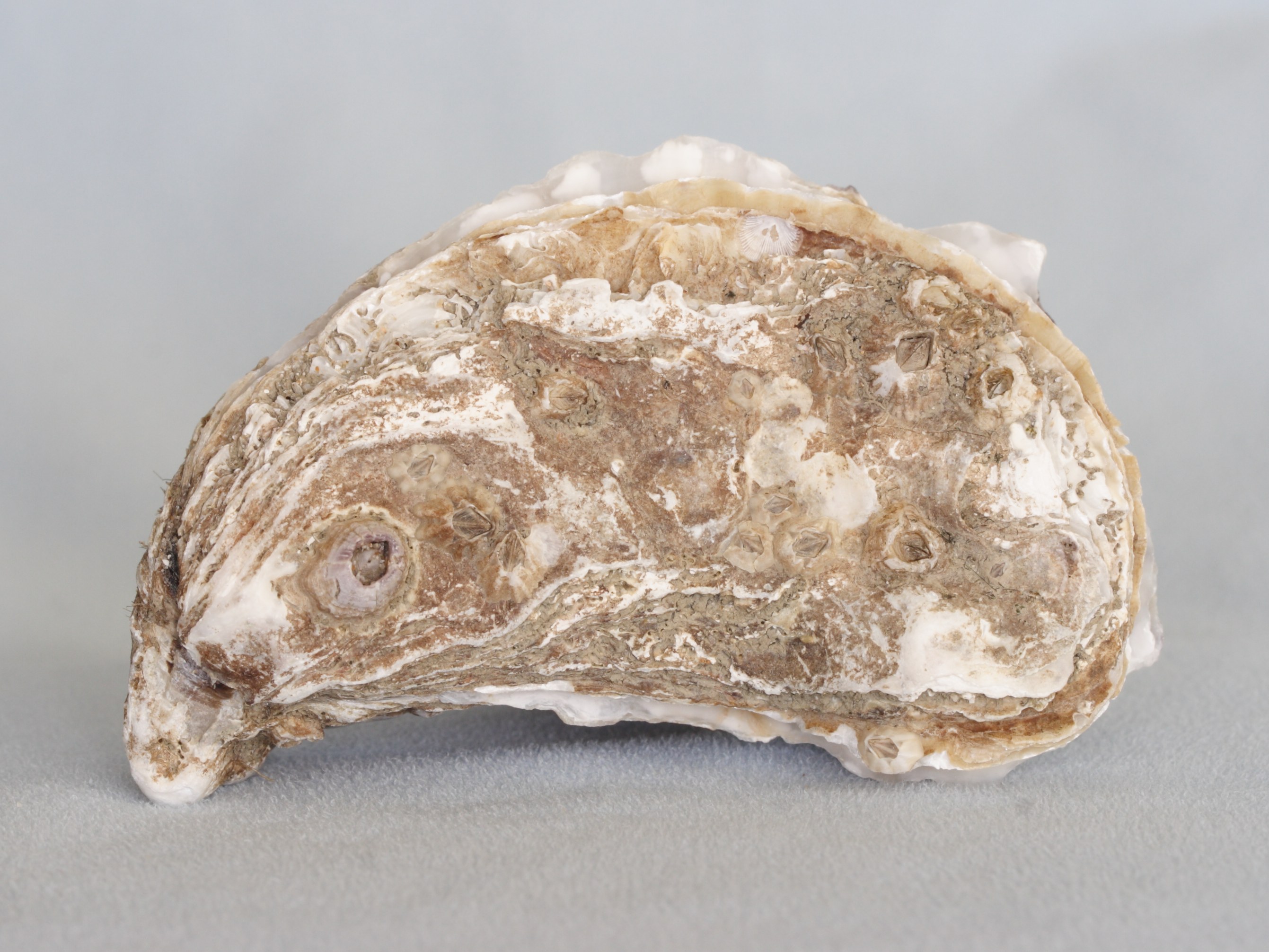 Afficher le média crassostrea_gigas1bmd crassostrea_gigas1bmd