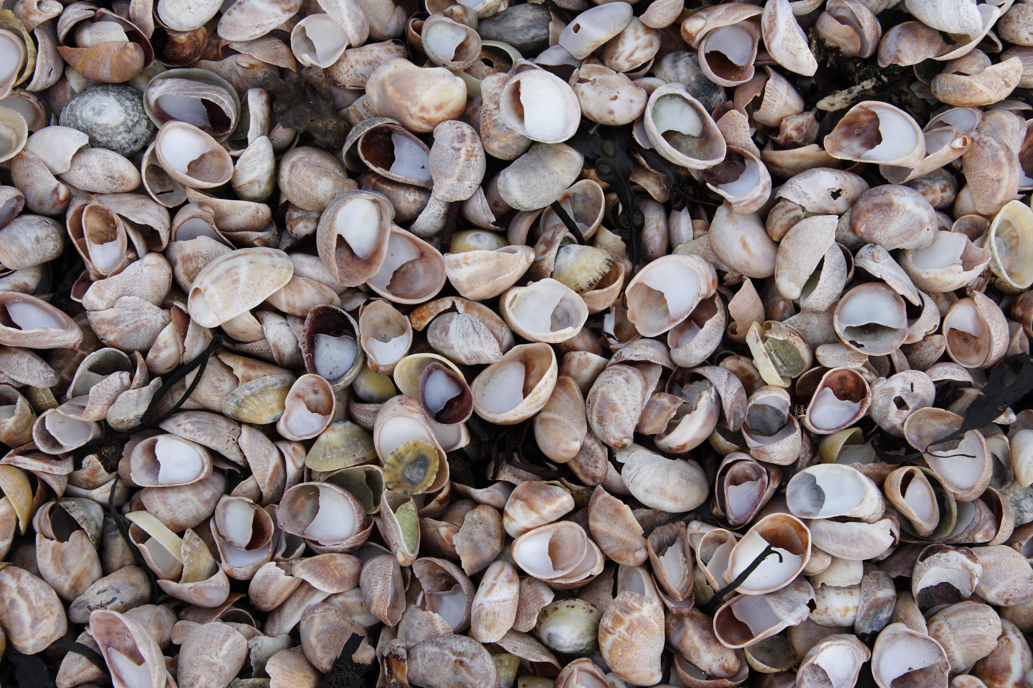 crepidula_fornicata6md