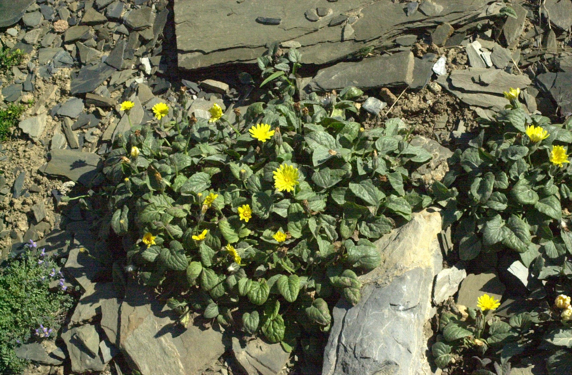 Afficher le média crepis_pygmaea1md crepis_pygmaea1md