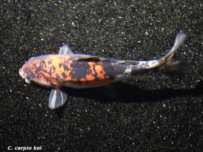 cyprinus_carpio_koi1md